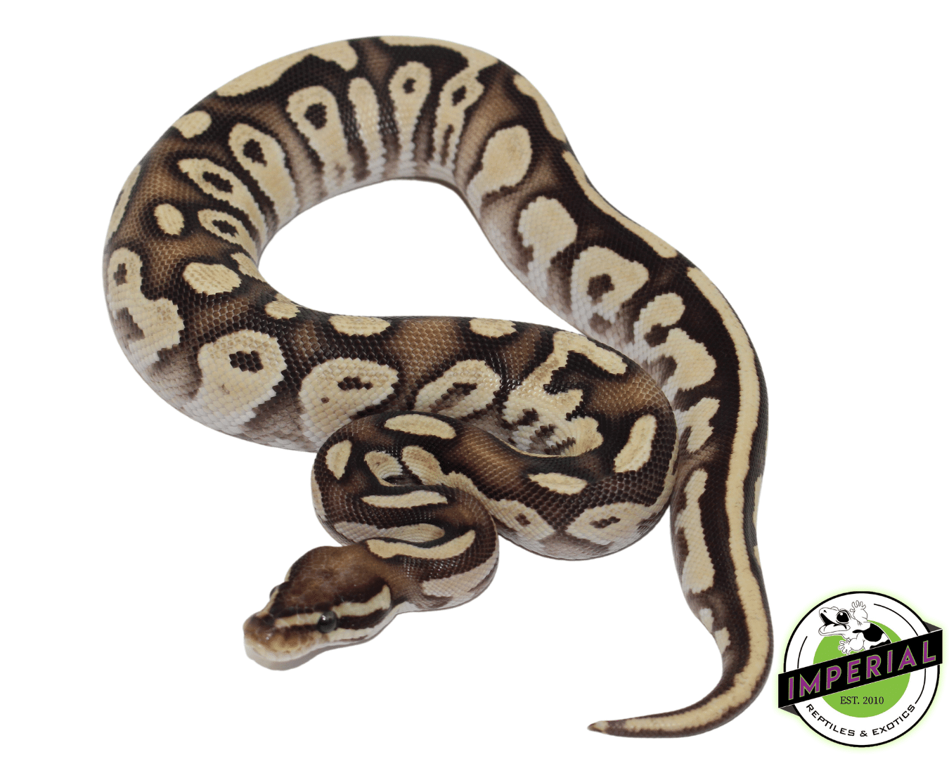 Orange Dream Mystic Fire Ball Python — image 2