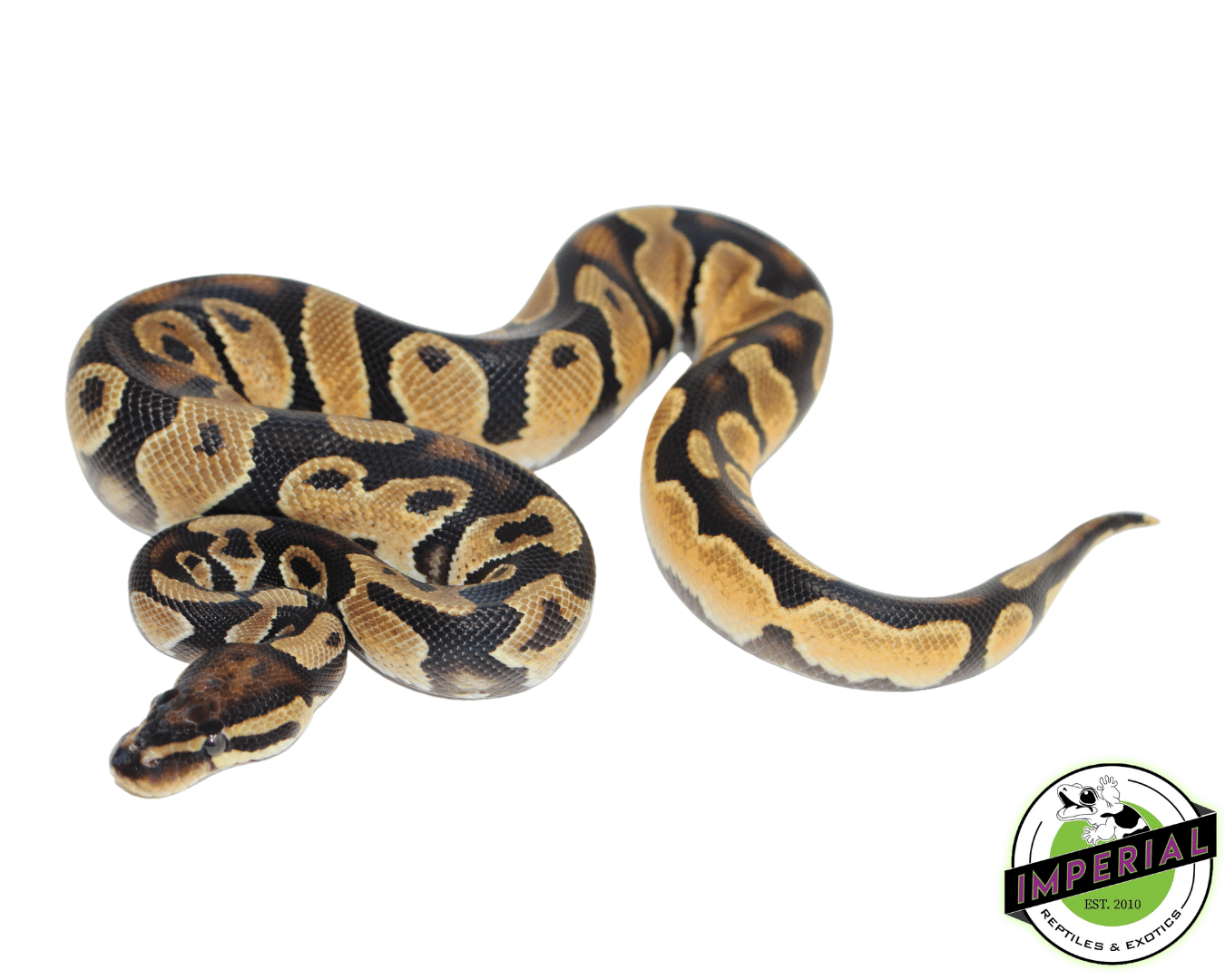 Orange Dream Yellowbelly Ball Python — image 2