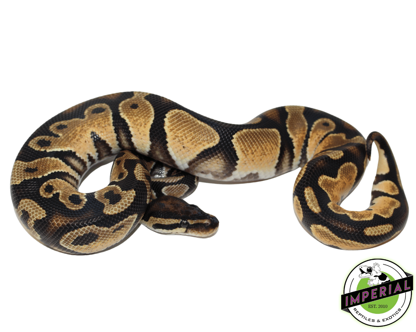 Orange Dream Yellowbelly Ball Python