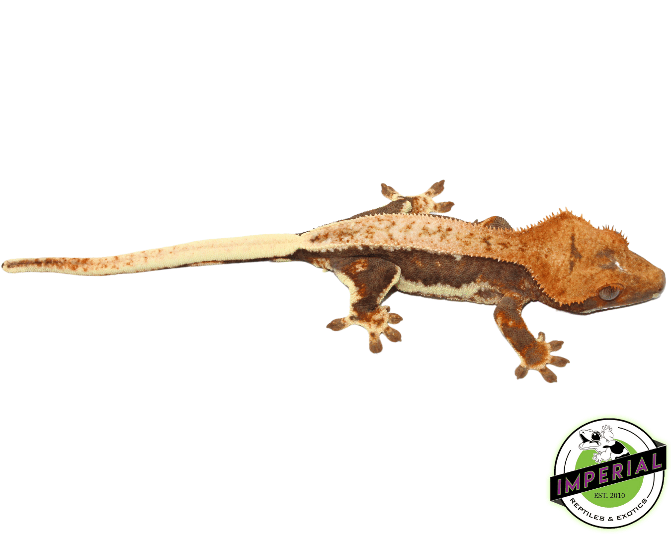 "Orange Head Dark Base" Lilly White Crested Gecko (#101223-I9) — image 2