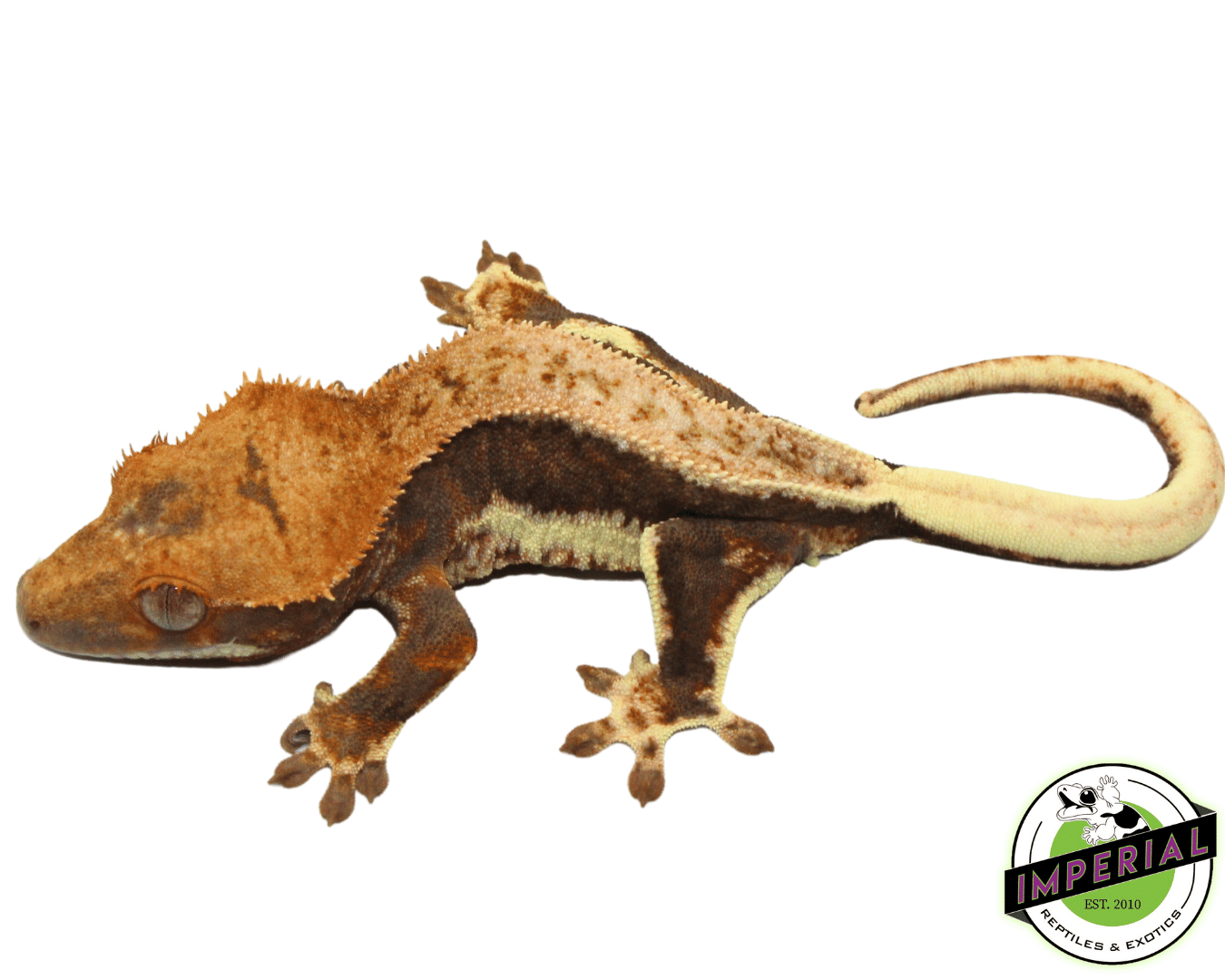 "Orange Head Dark Base" Lilly White Crested Gecko (#101223-I9)
