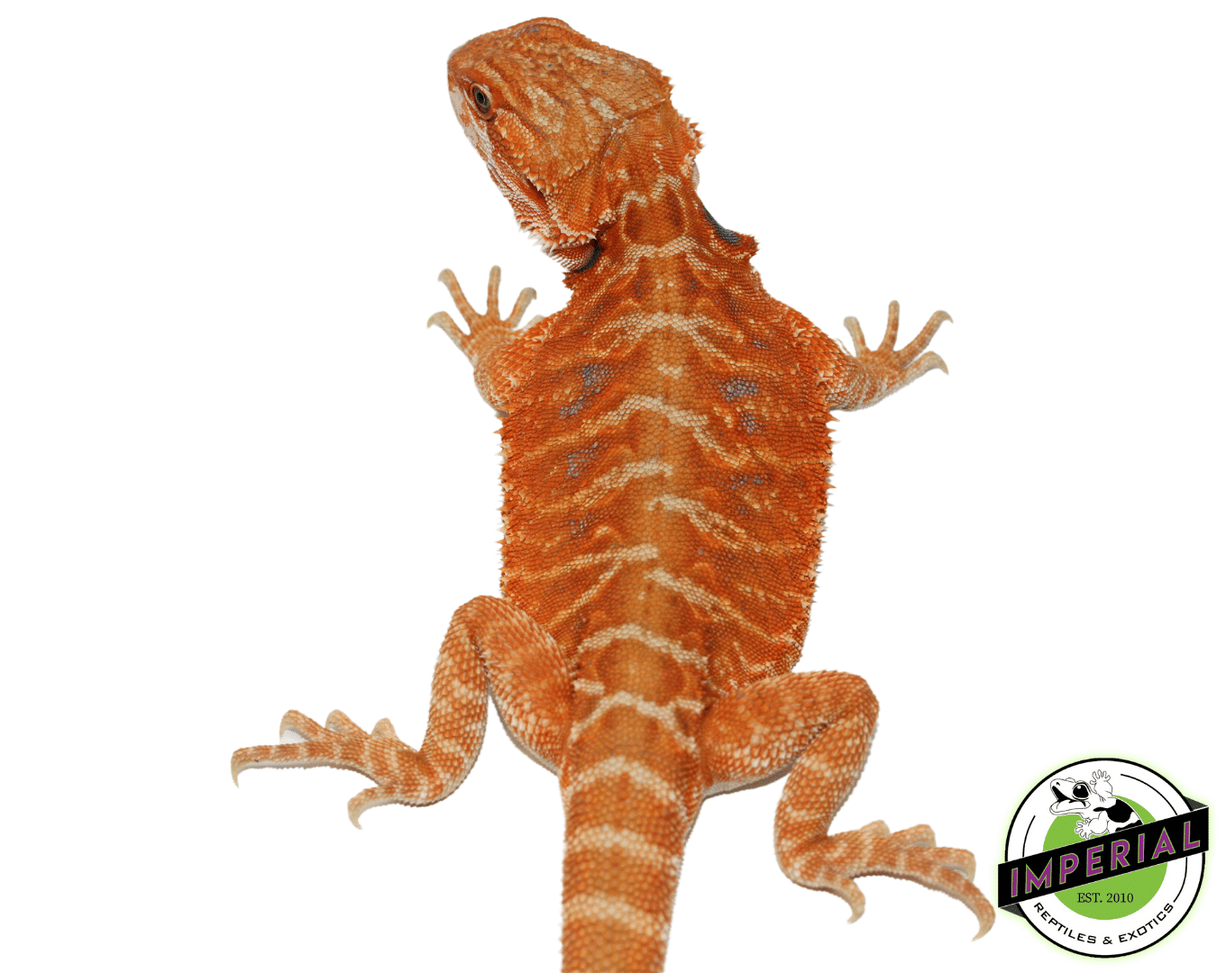 Orange Leatherback Hypo Bearded Dragon Male (#61523-03) — image 2
