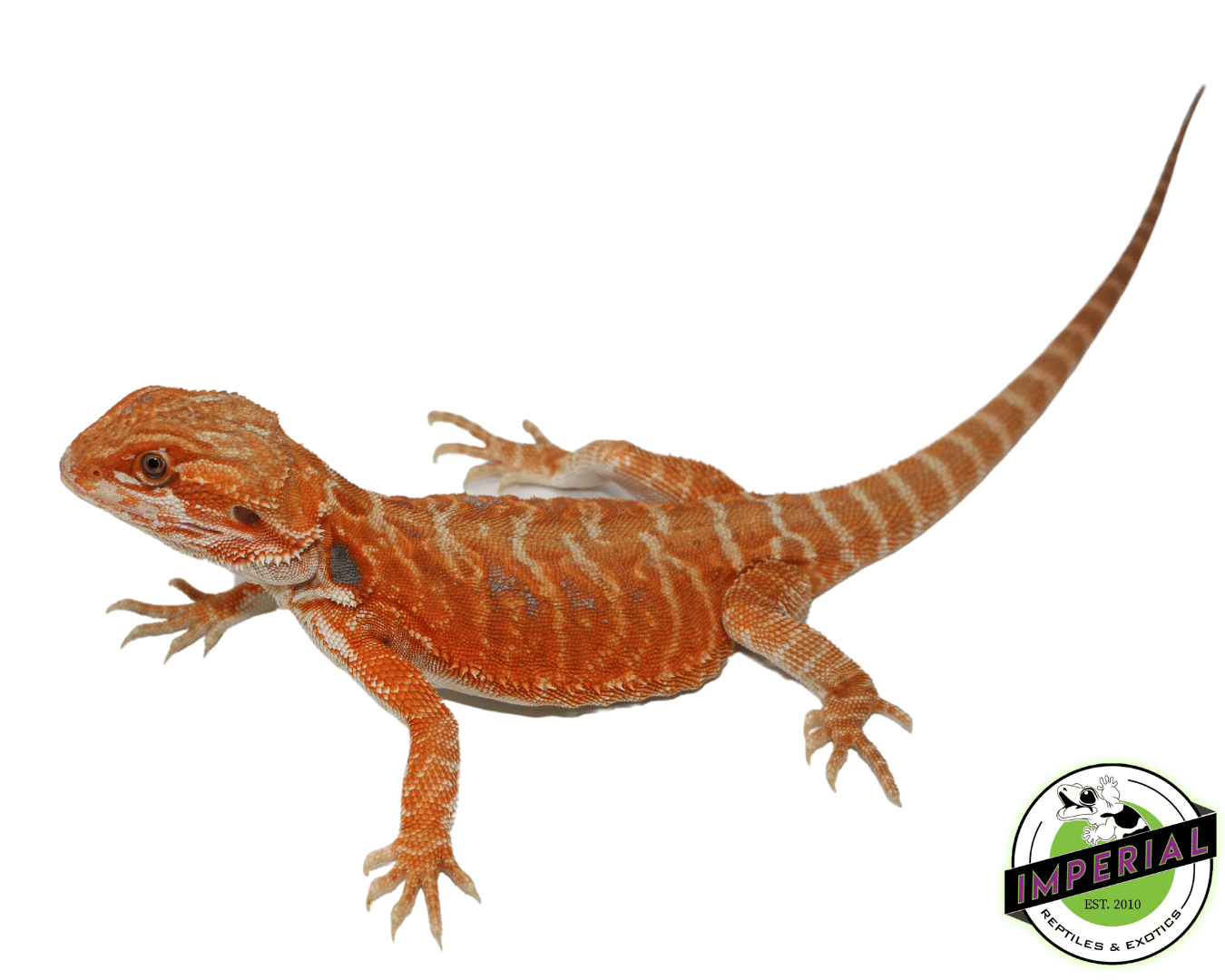 Orange Leatherback Hypo Bearded Dragon Male (#61523-03)