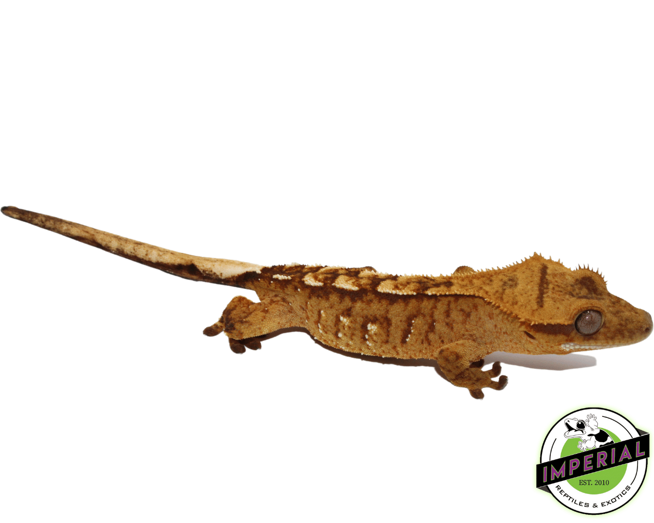 Orange Tiger Harlequin Crested Gecko pos. Female (#101223-I7) — image 2