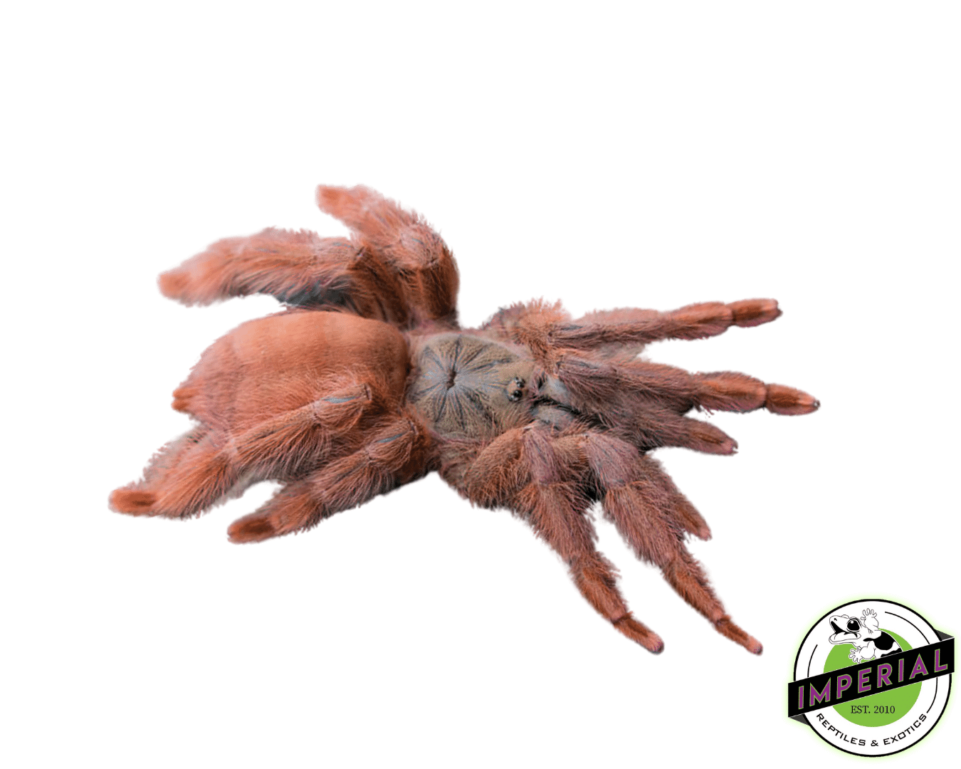 Orange Tree Spider