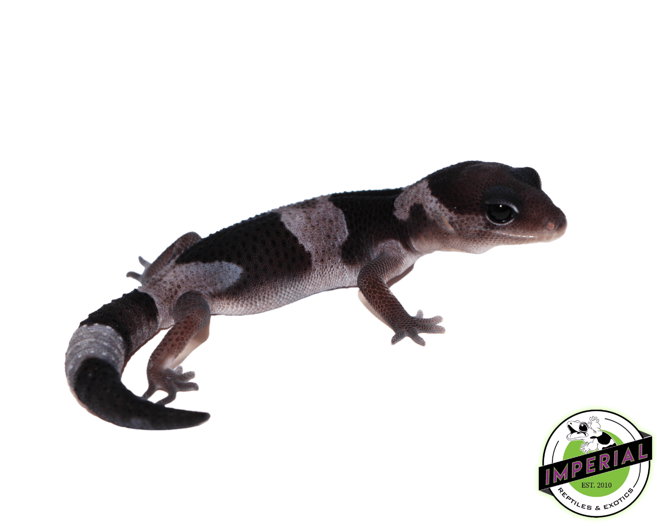 Oreo African Fat Tail Gecko Baby — image 2
