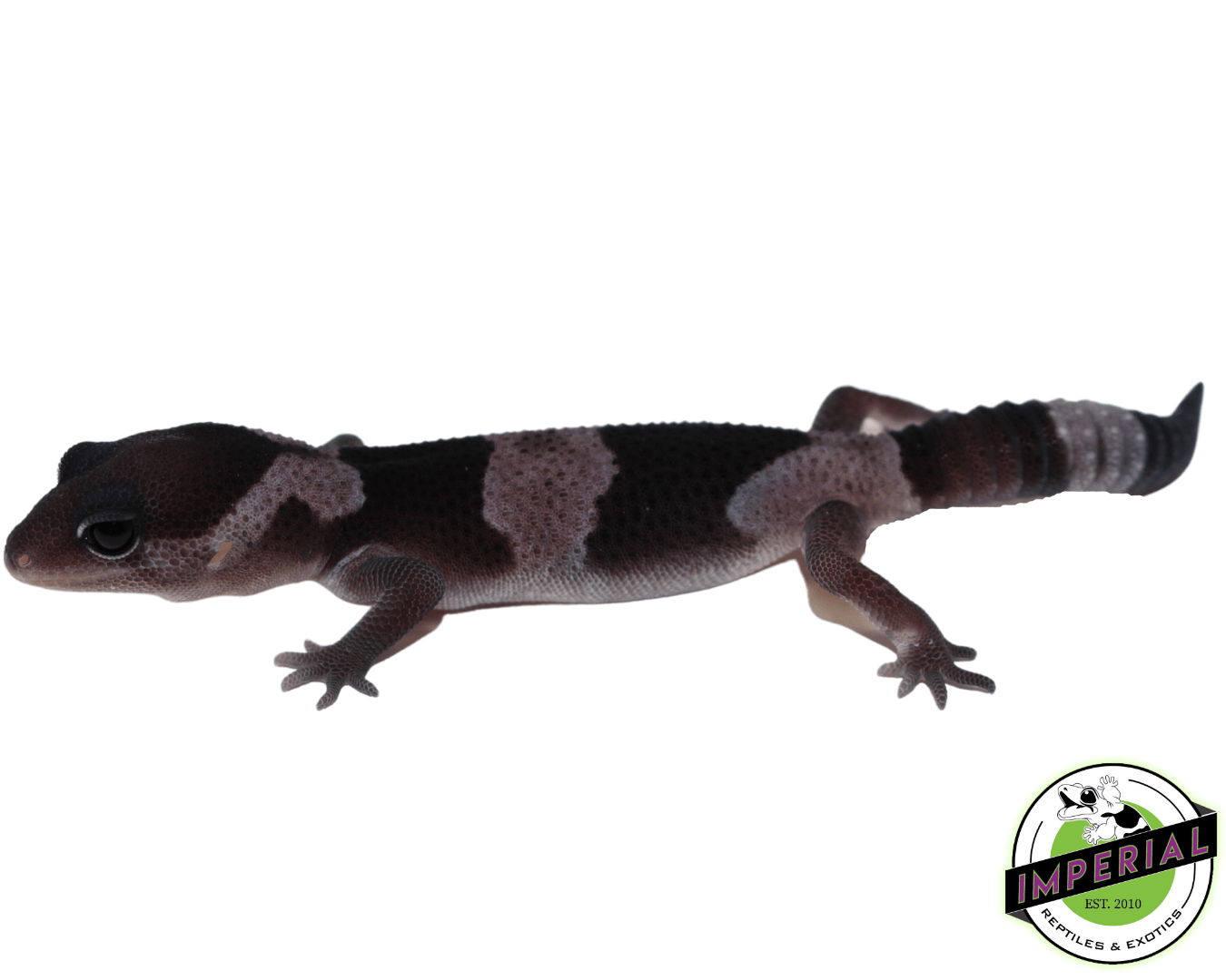 Oreo African Fat Tail Gecko Baby