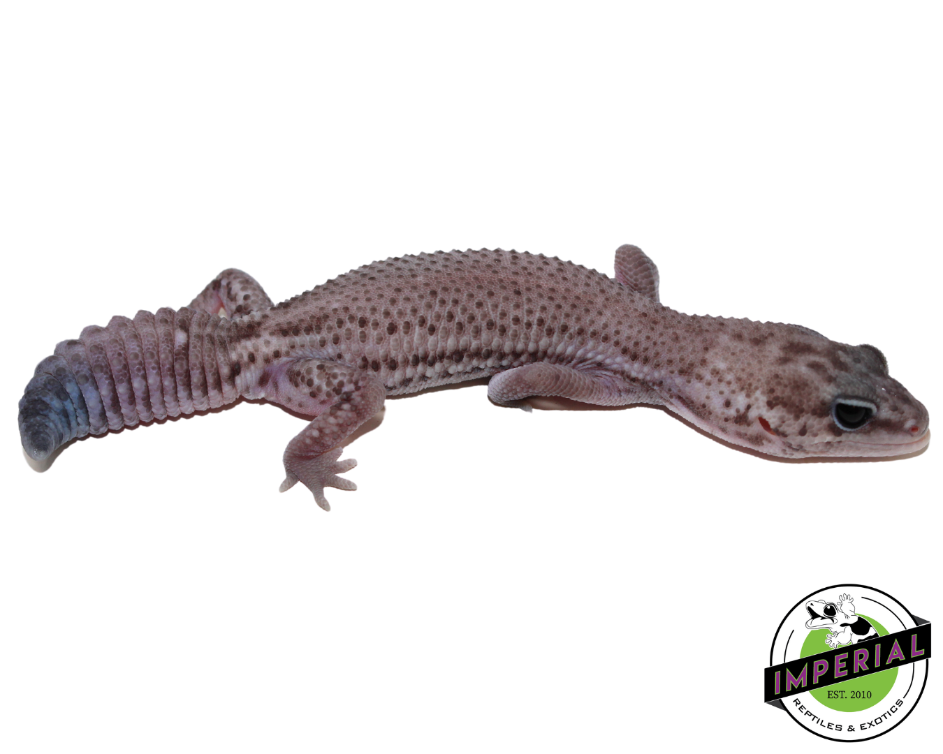 Oreo Patternless African Fat Tail Gecko (#31524-01) — image 3