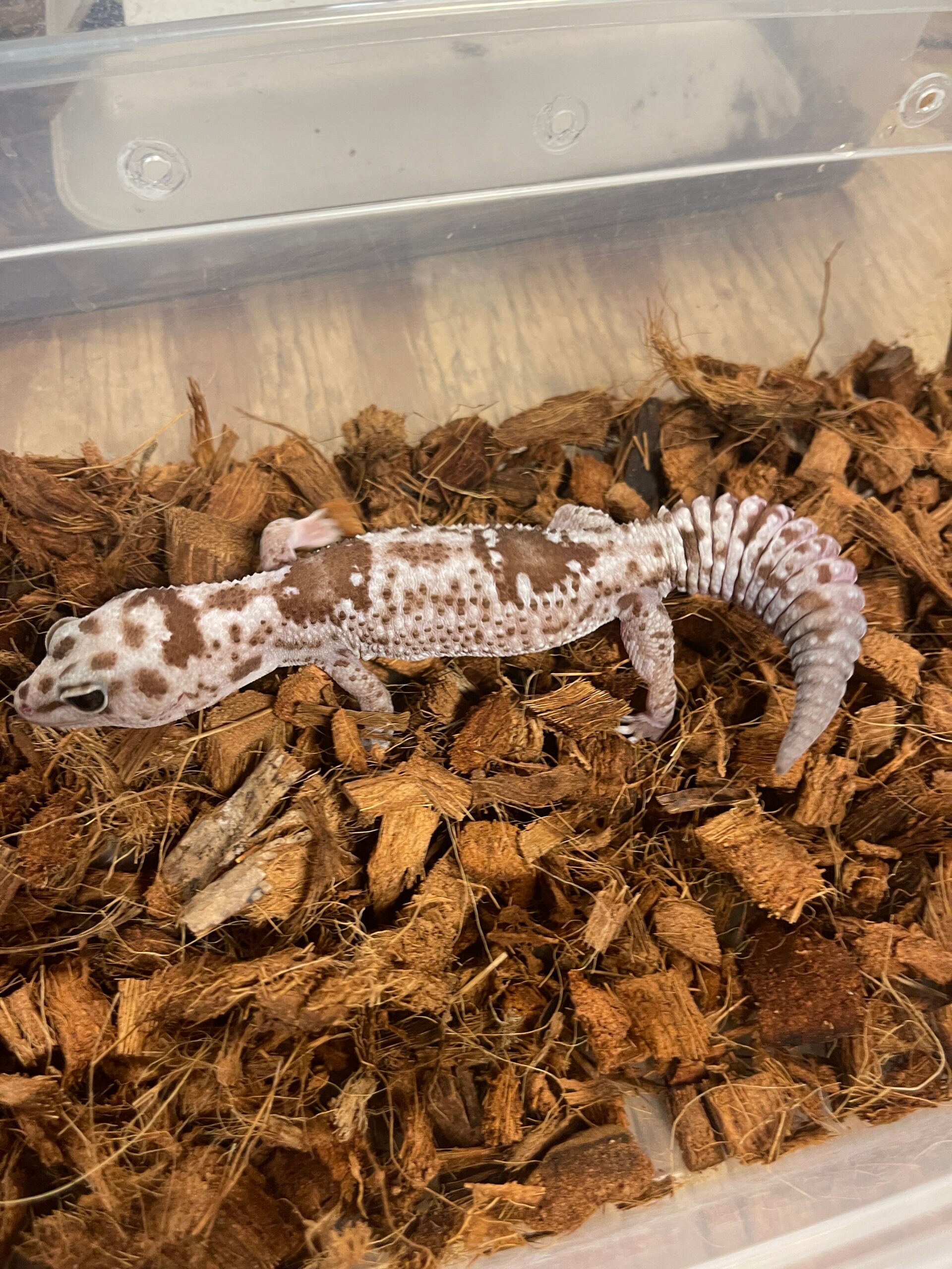 Oreo Zulu African Fat Tail Gecko Adult — image 2