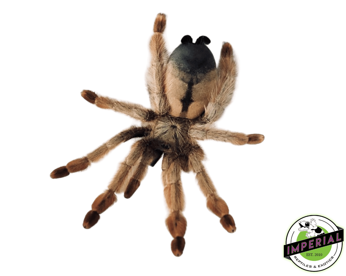 Panamanian Blonde Tarantula