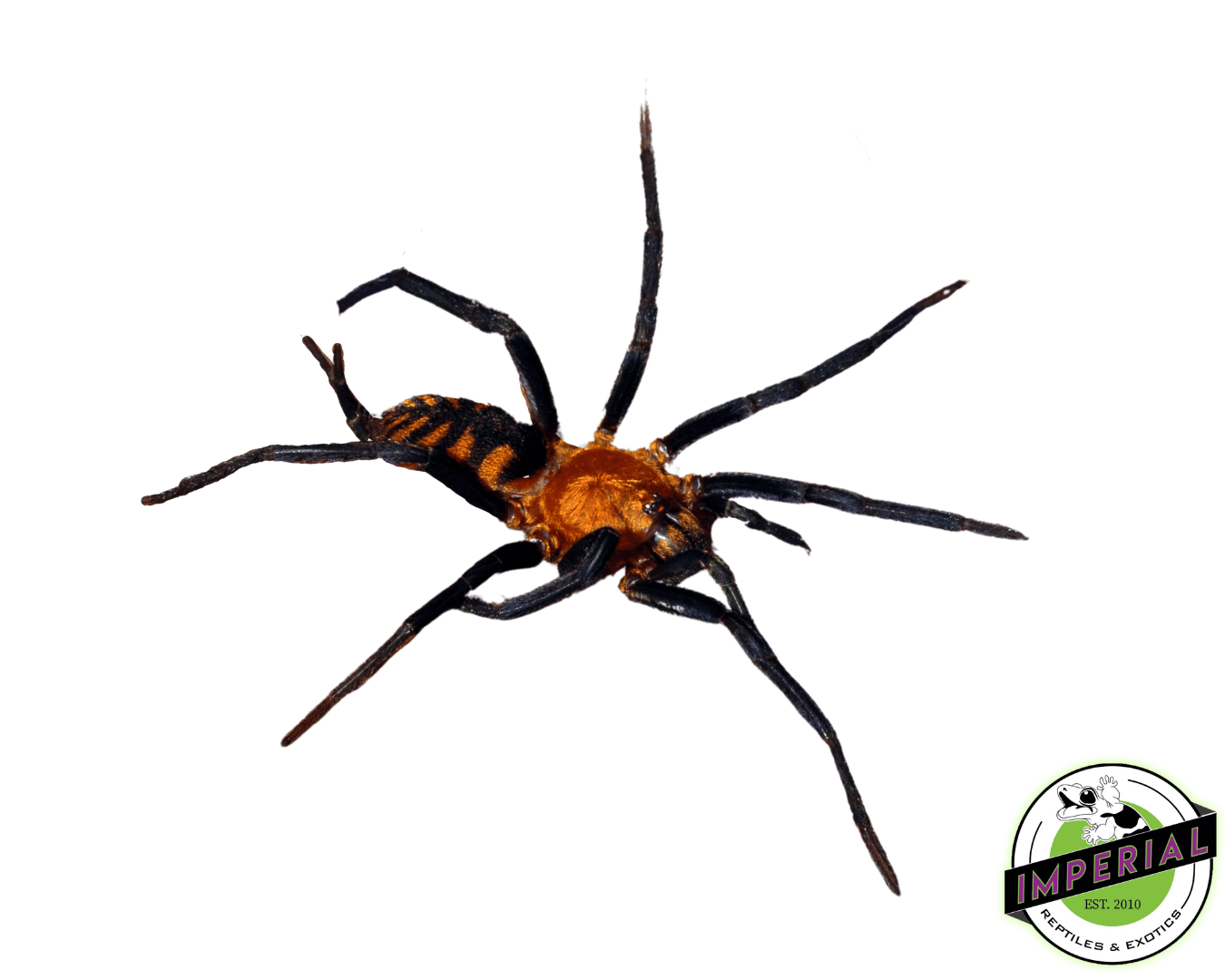 Panamanian Blue Funnel-Web Spider (Linothele sp. 'Panama')
