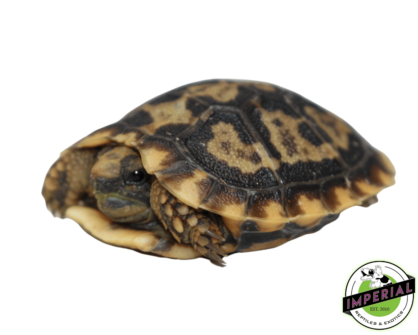 Pancake Tortoise Baby