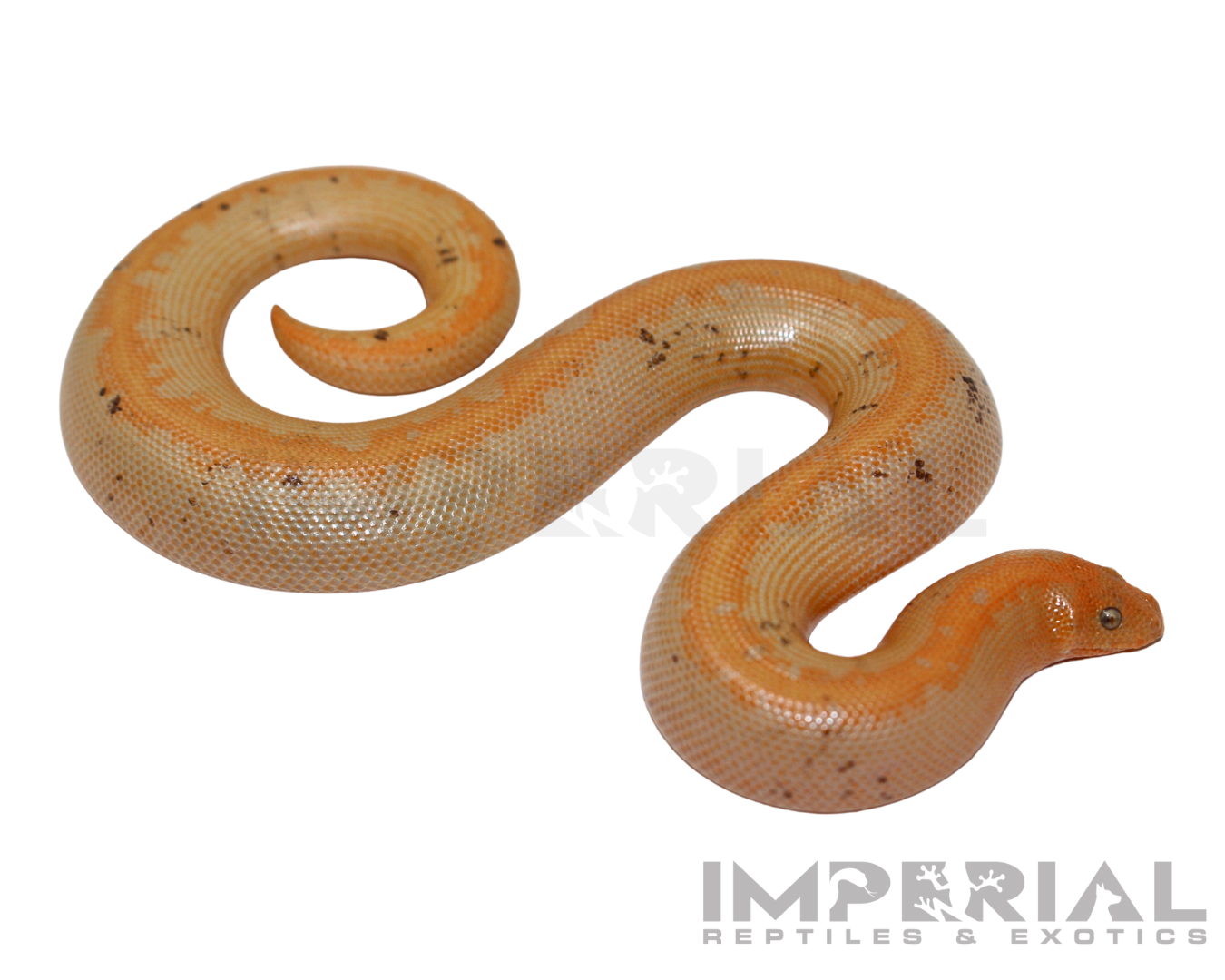 Paradox Albino Stripe Kenyan Sand Boa Baby — image 2