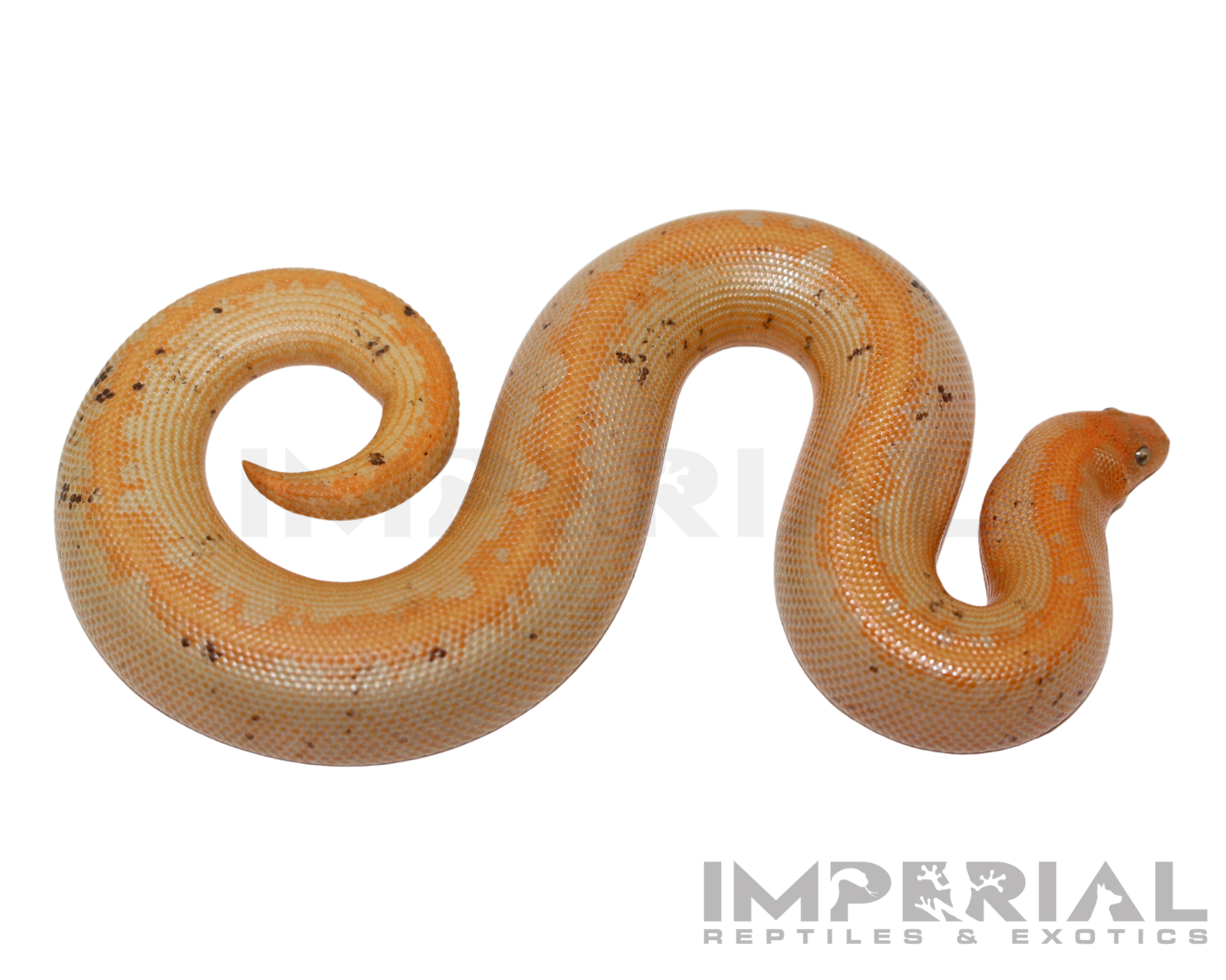 Paradox Albino Stripe Kenyan Sand Boa Baby — image 3