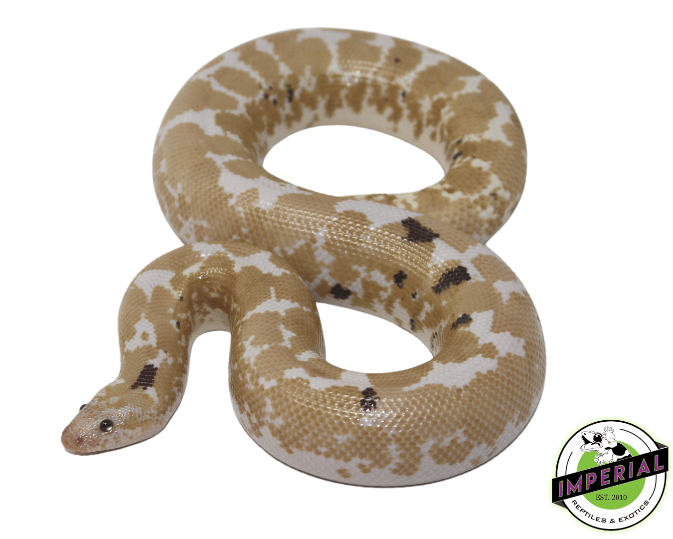 Paradox Snow Kenyan Sand Boa Adult — image 2