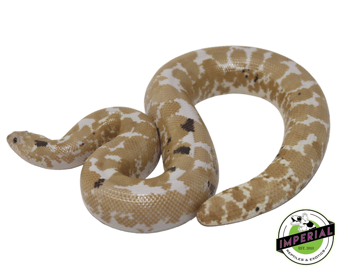 Paradox Snow Kenyan Sand Boa Adult