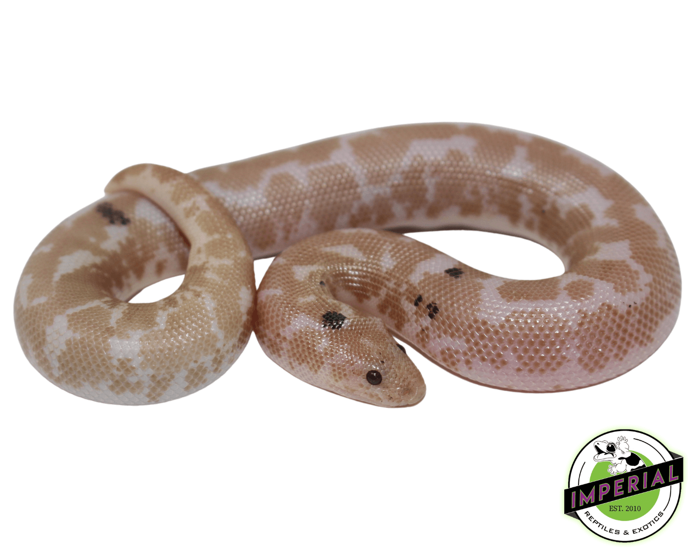 Paradox Snow Kenyan Sand Boa Baby — image 2