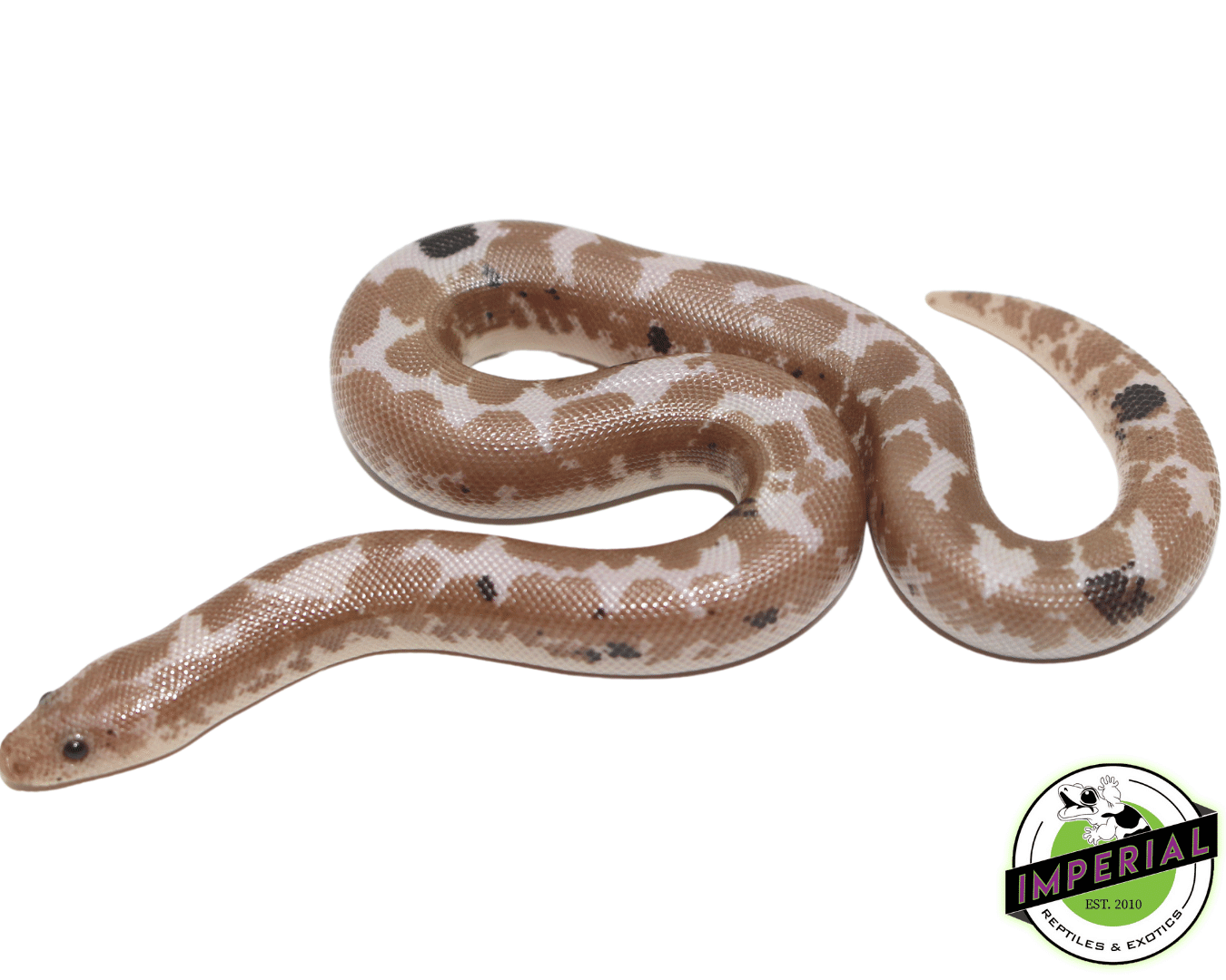 Paradox Snow Kenyan Sand Boa Baby