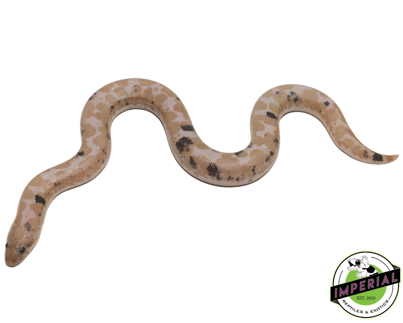 Paradox Snow Kenyan Sand Boa Baby — image 3