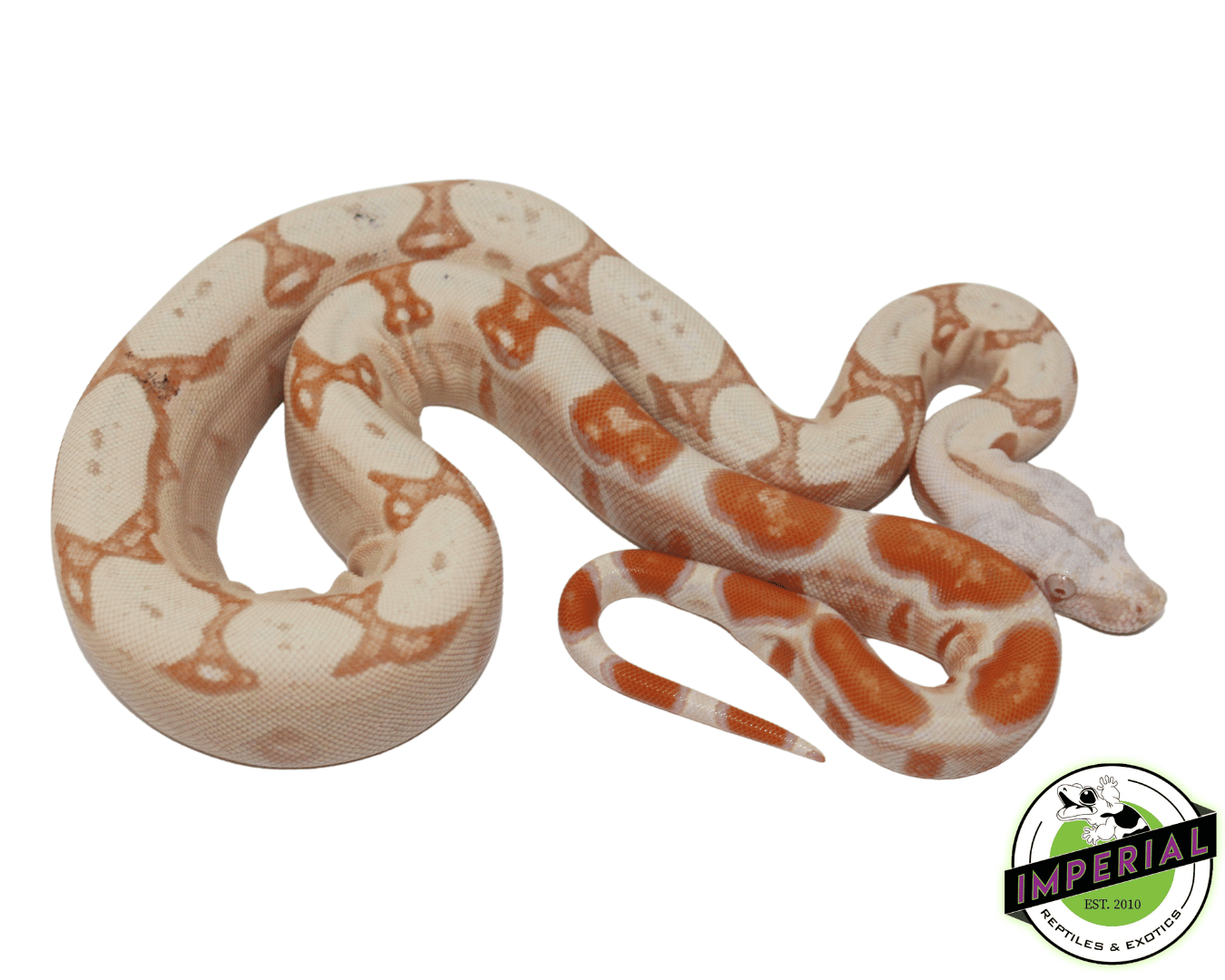 Paradox Sunglow Colombian Boa — image 2