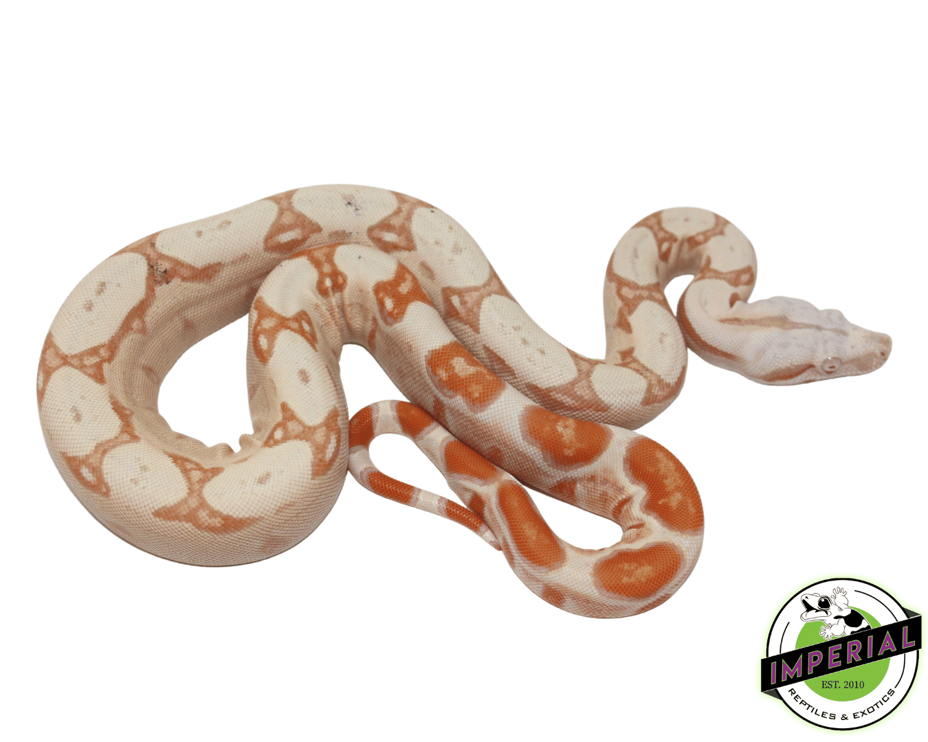 Paradox Sunglow Colombian Boa — image 3