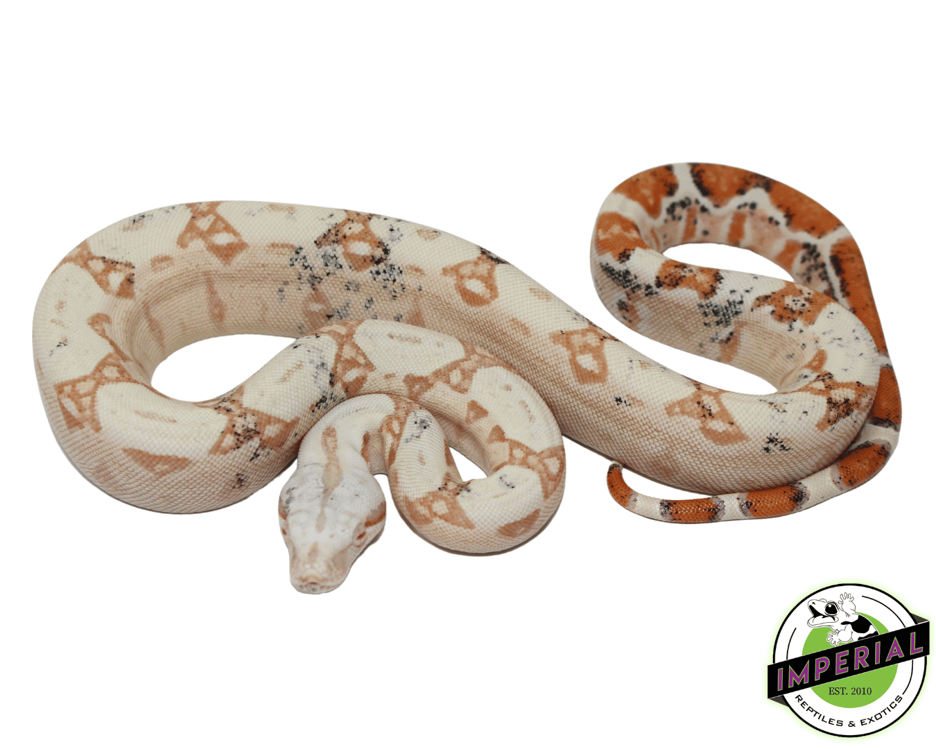 Paradox Sunglow Colombian Boa