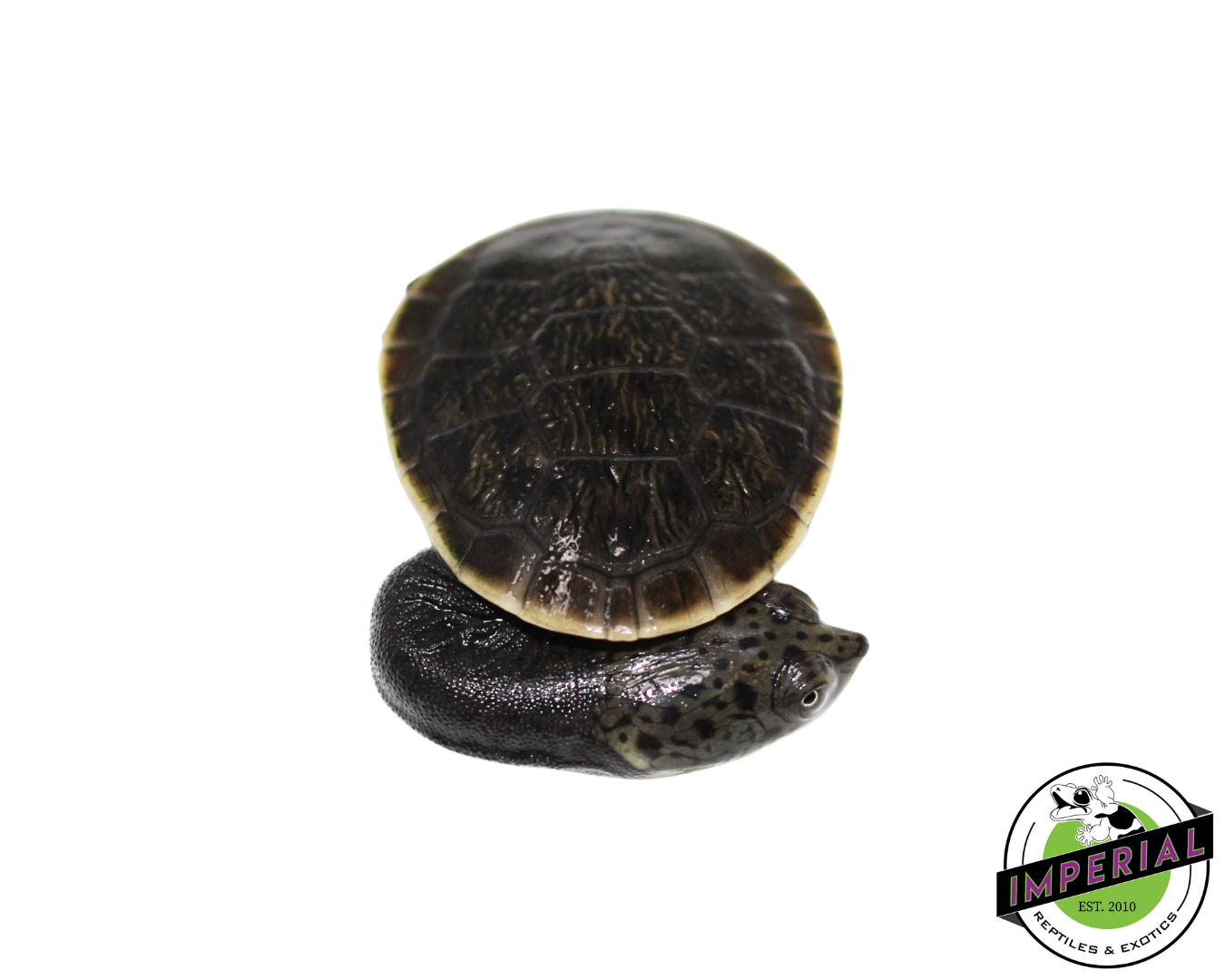 Parker's Snake Neck Turtle Baby