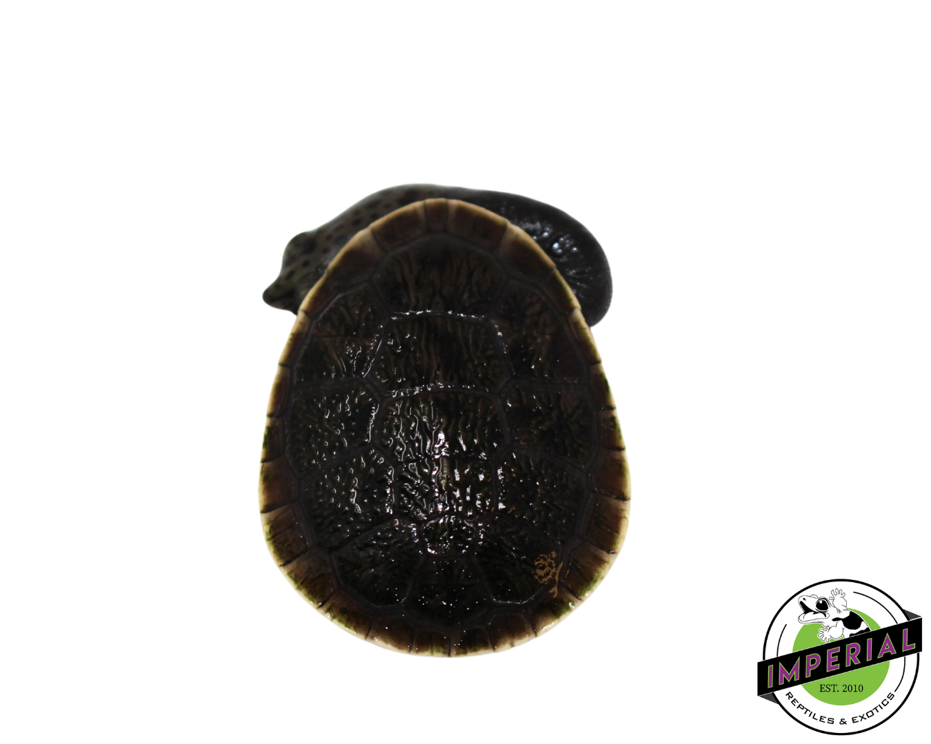 Parker's Snake Neck Turtle Baby — image 2