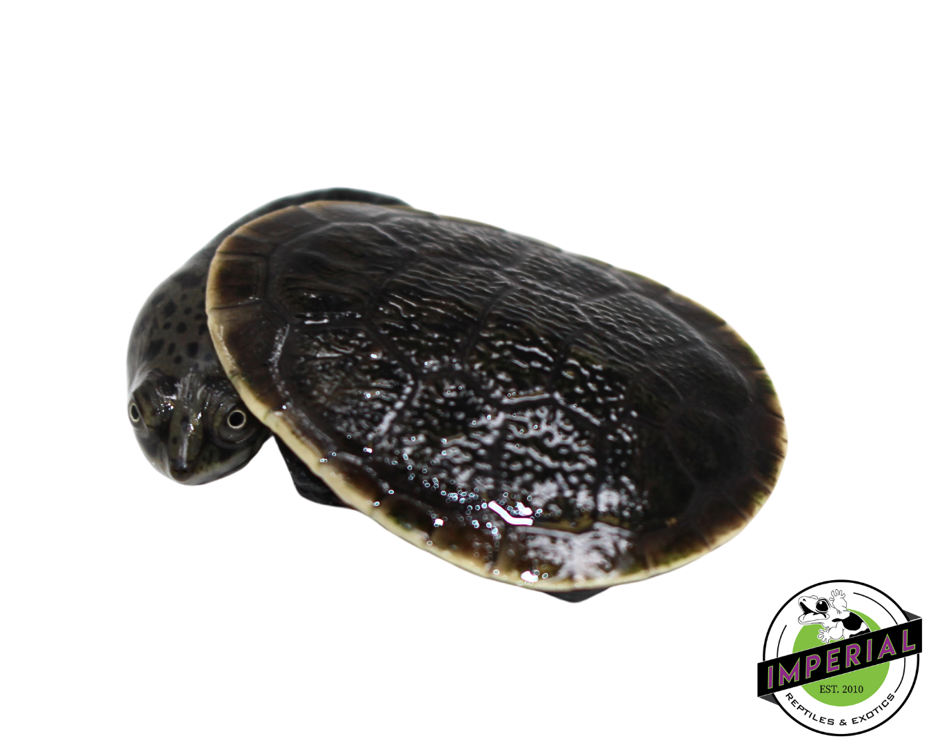 Parker's Snake Neck Turtle Baby — image 3