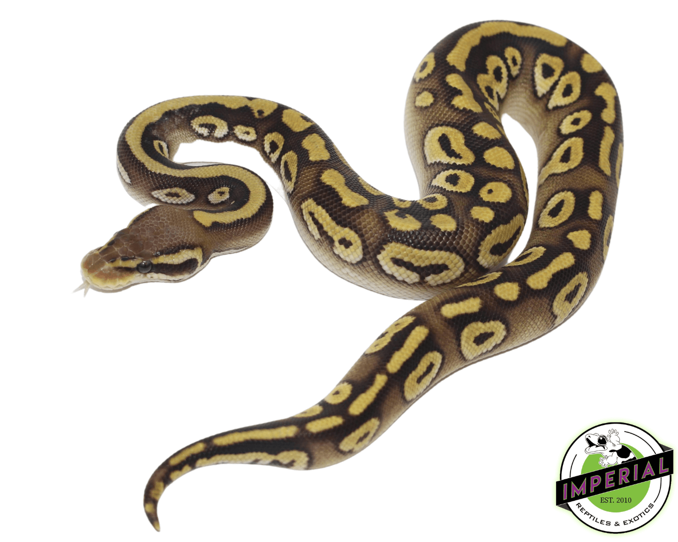 Pastave Ball Python