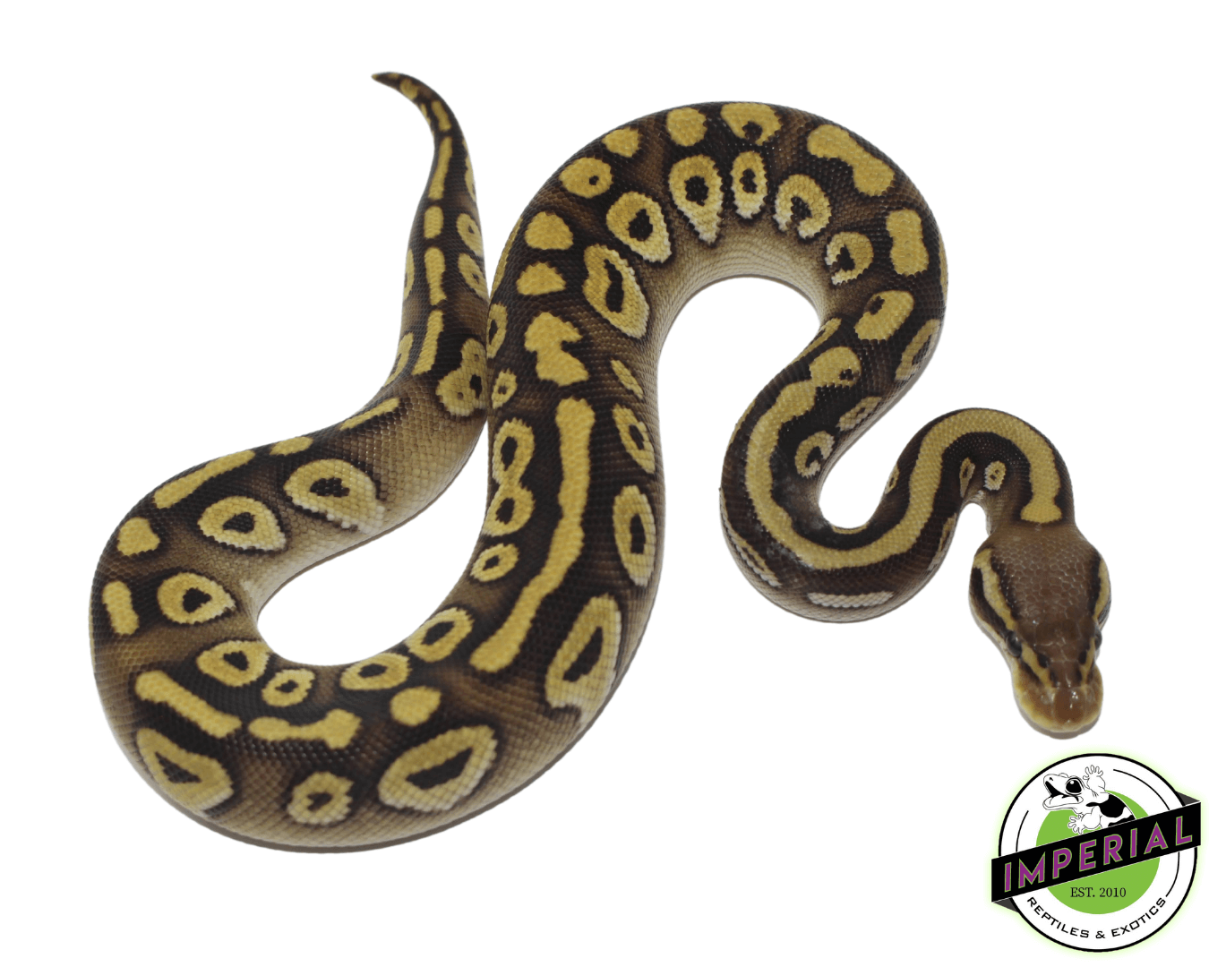 Pastave Ball Python — image 2