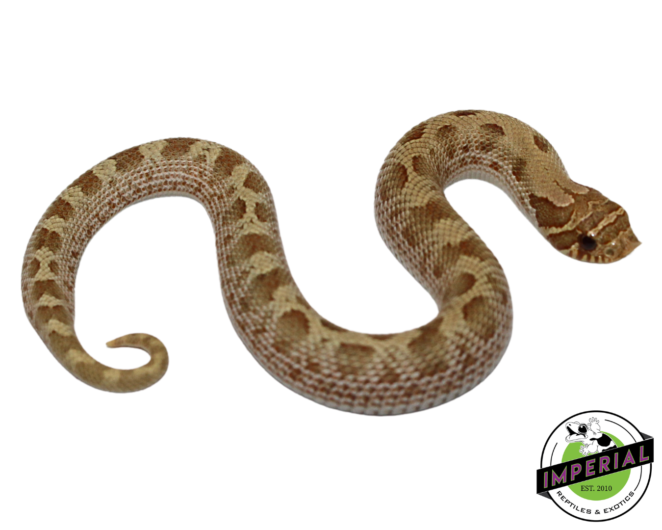 Pastel Anaconda Western Hognose Baby — image 3