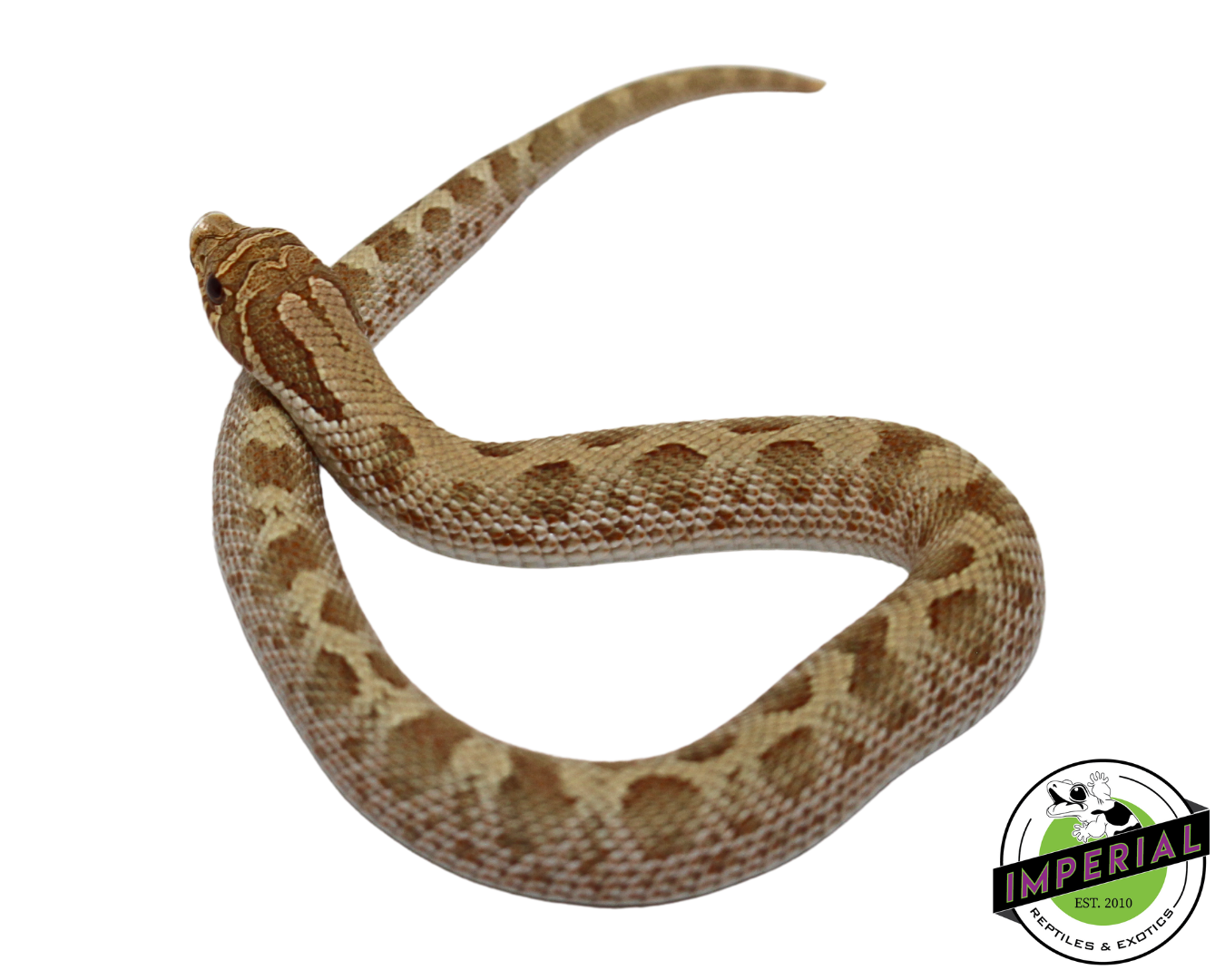 Pastel Anaconda Western Hognose Baby — image 2