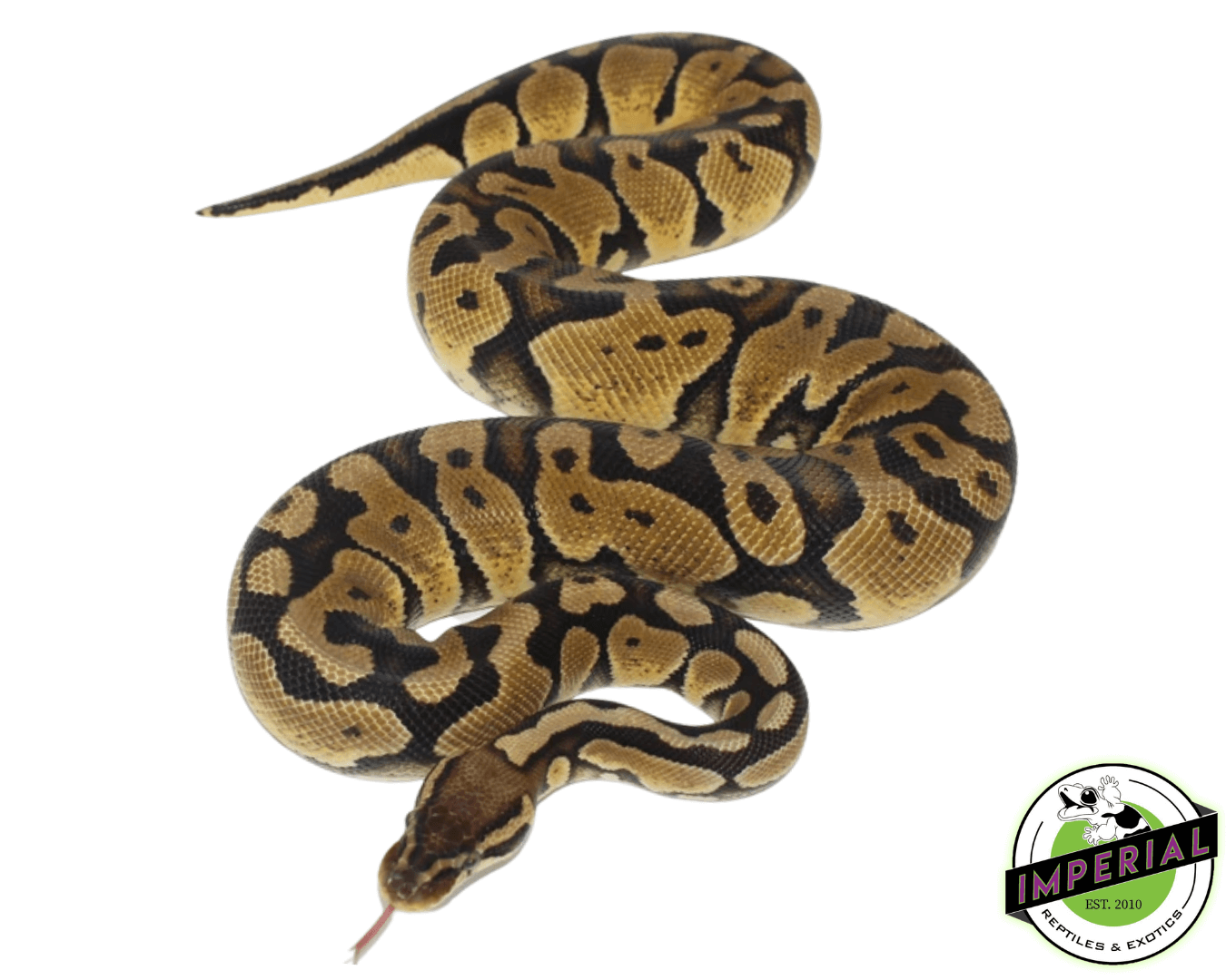 Pastel Ball Python Adult