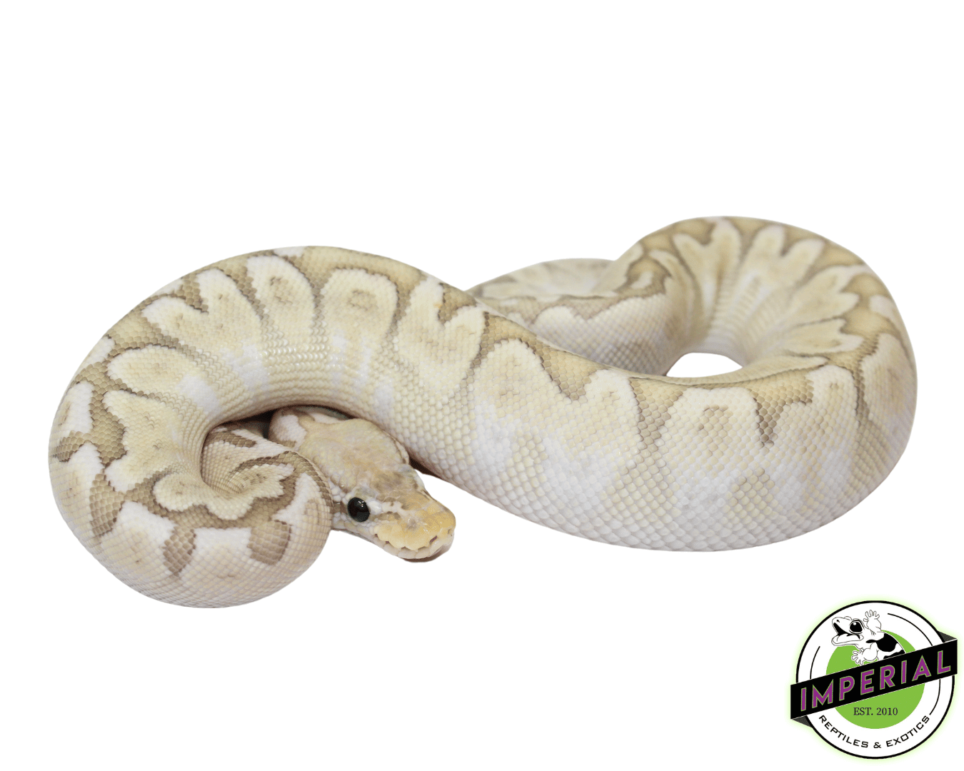 Pastel Bamboo Ball Python