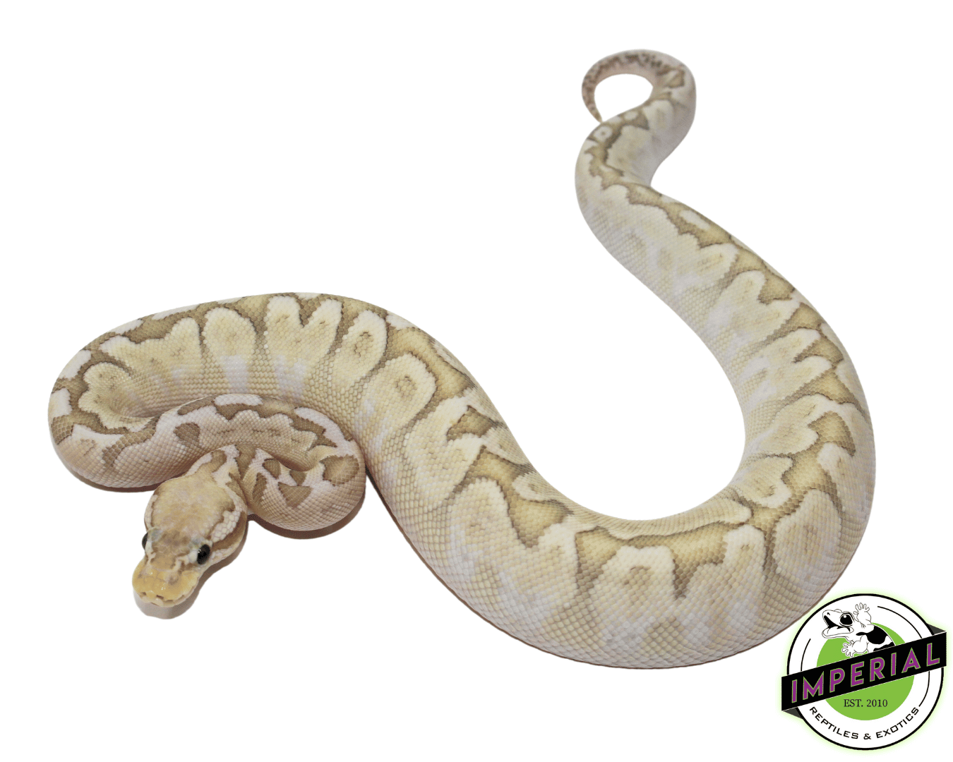Pastel Bamboo Ball Python — image 2