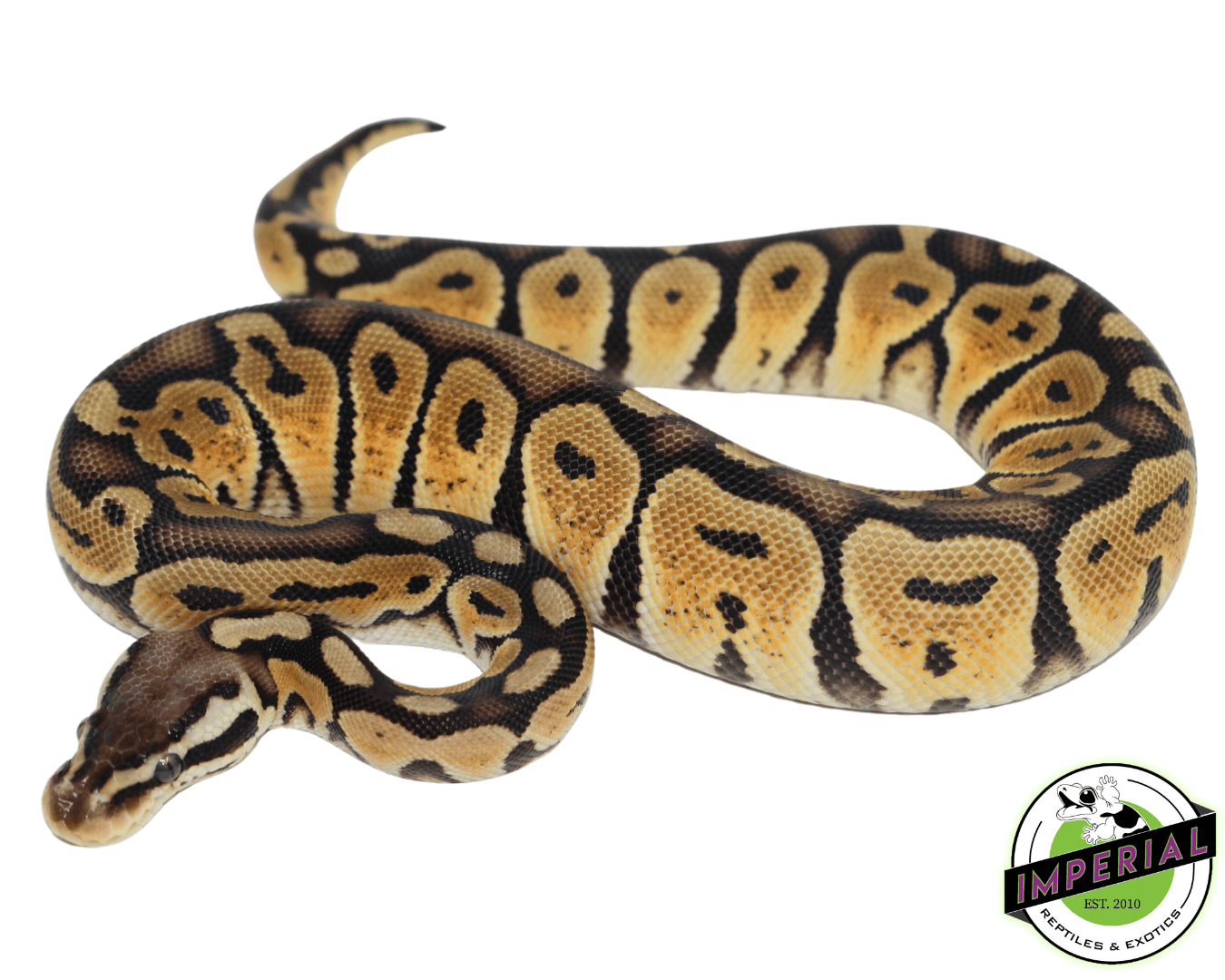 Pastel Bongo Ball Python