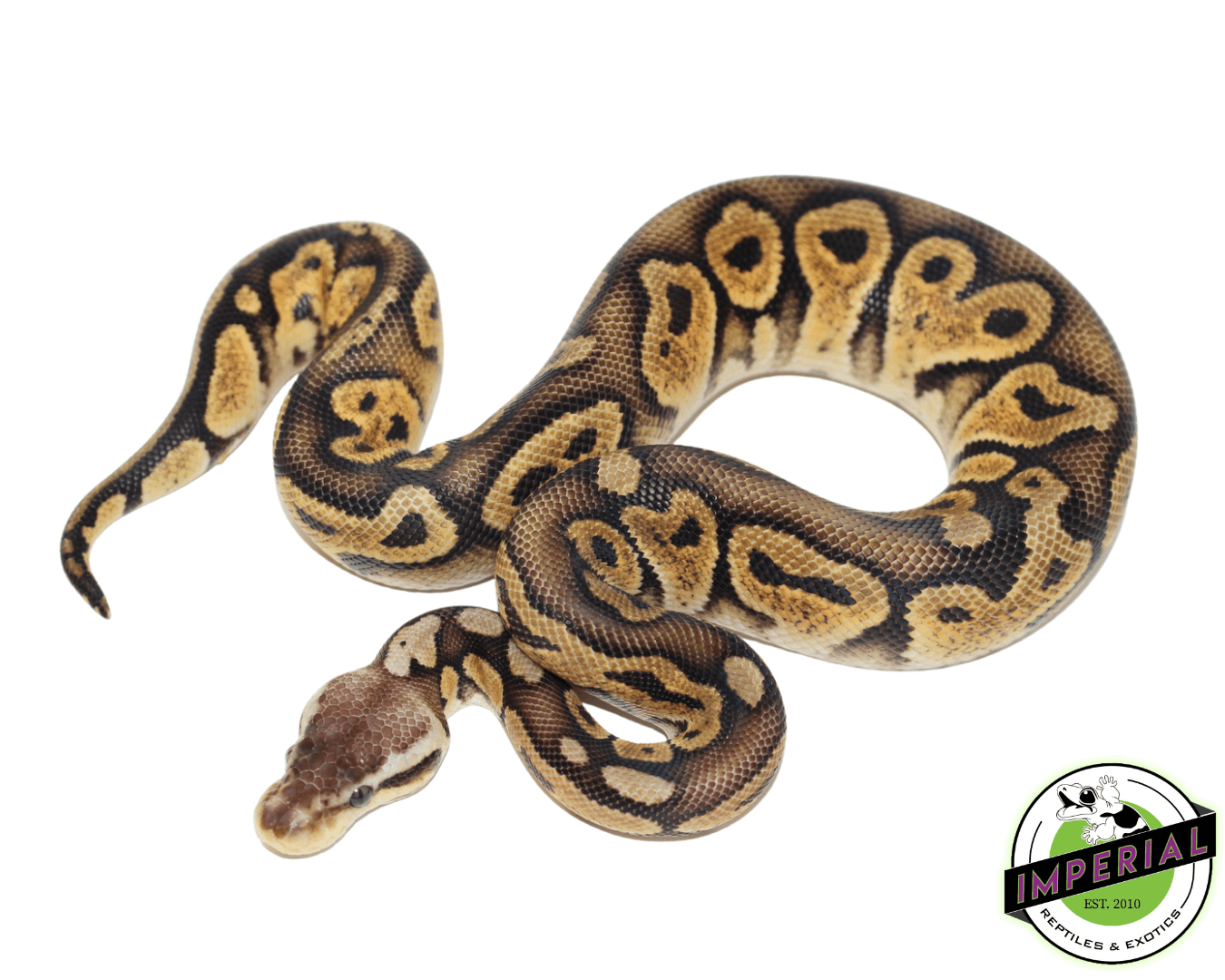 Pastel Bongo Ball Python — image 2