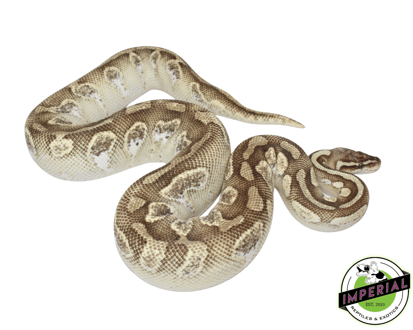 Pastel Butter Calico Ball Python Adult Female