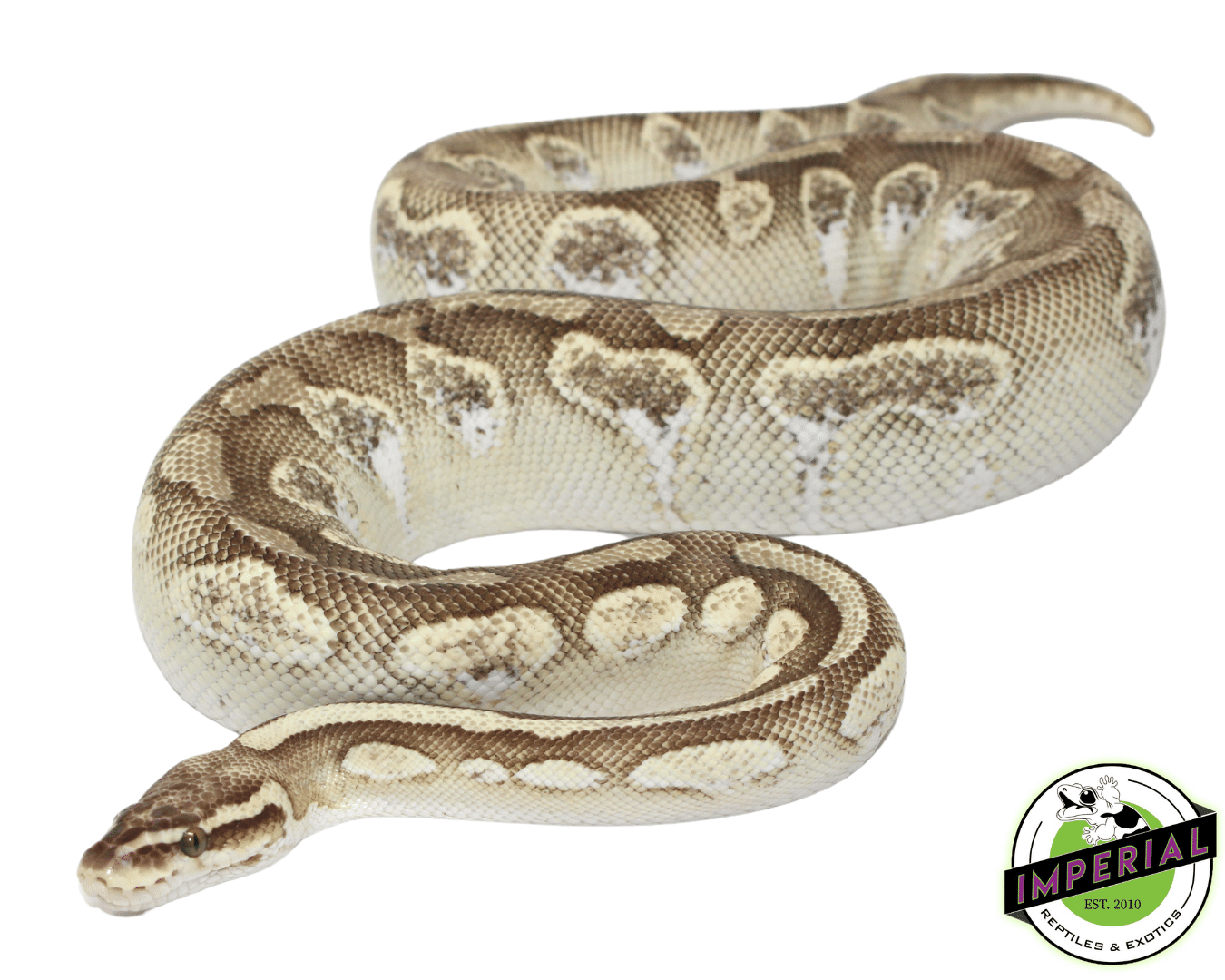 Pastel Butter Calico Ball Python Adult Female — image 2