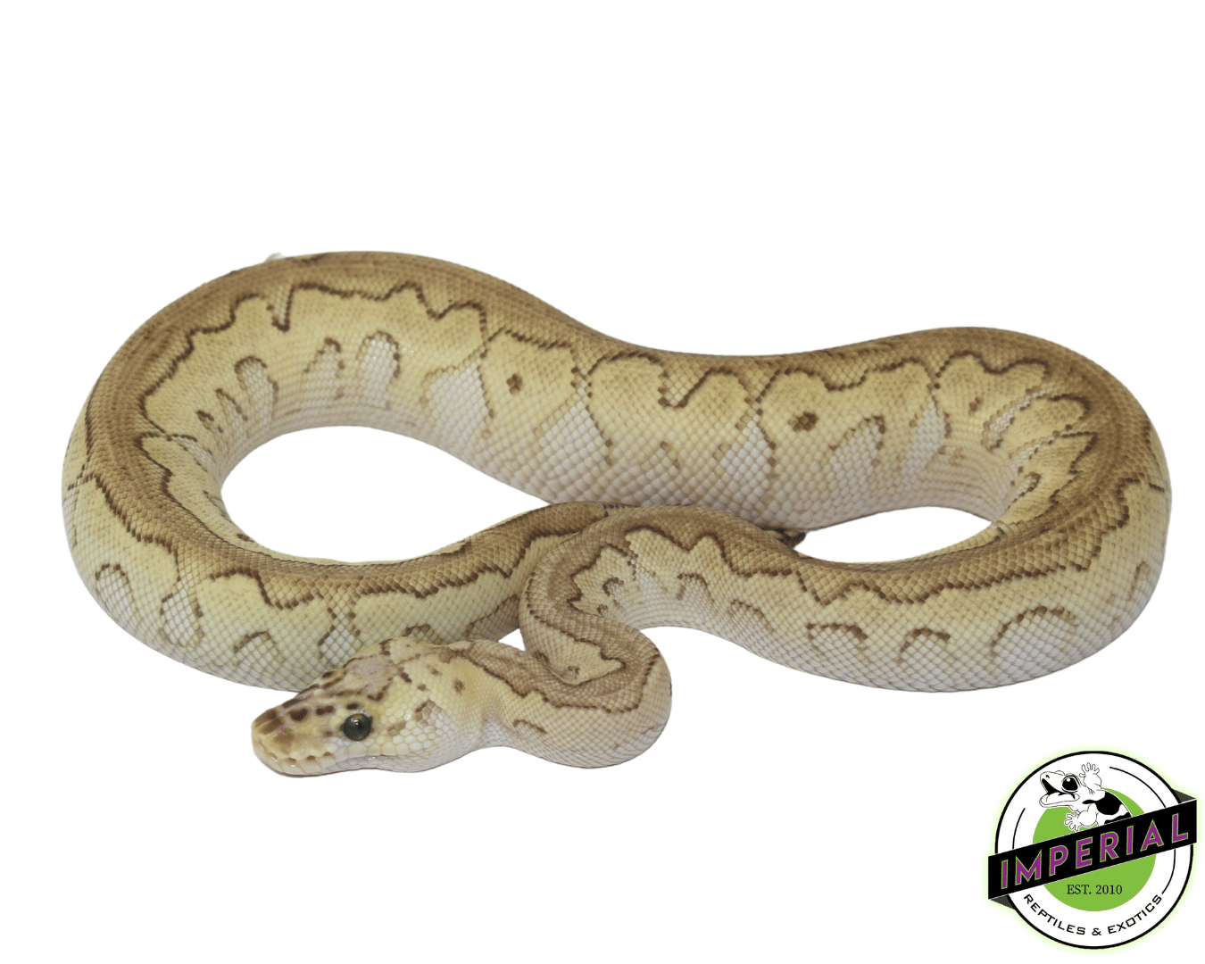 Pastel Butter Clown Ball Python