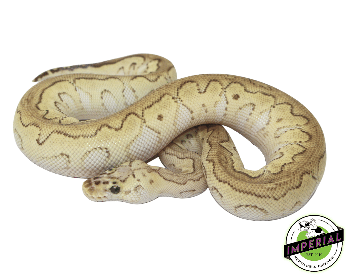 Pastel Butter Clown Ball Python — image 2