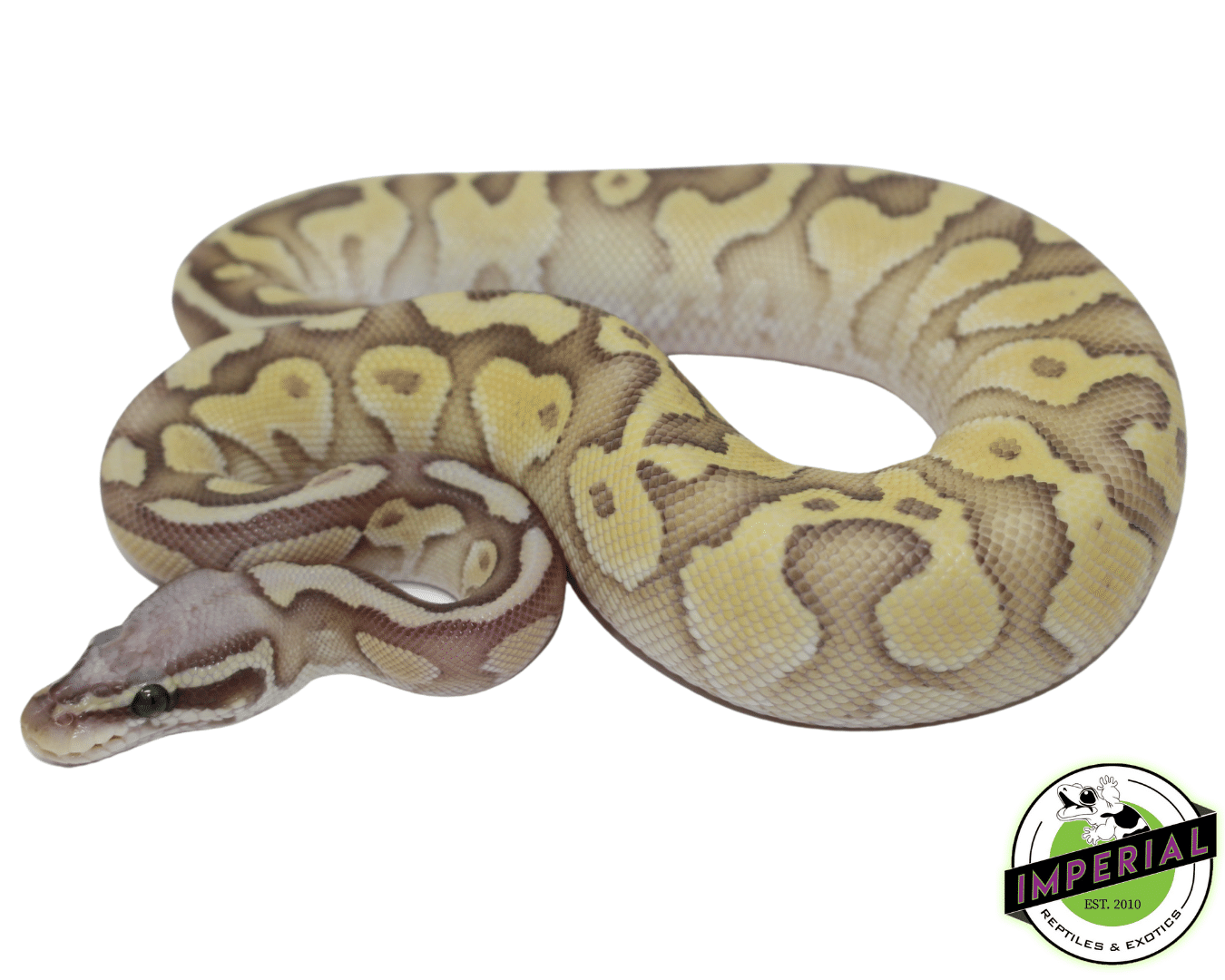 Pastel Butter Ghost Ball Python
