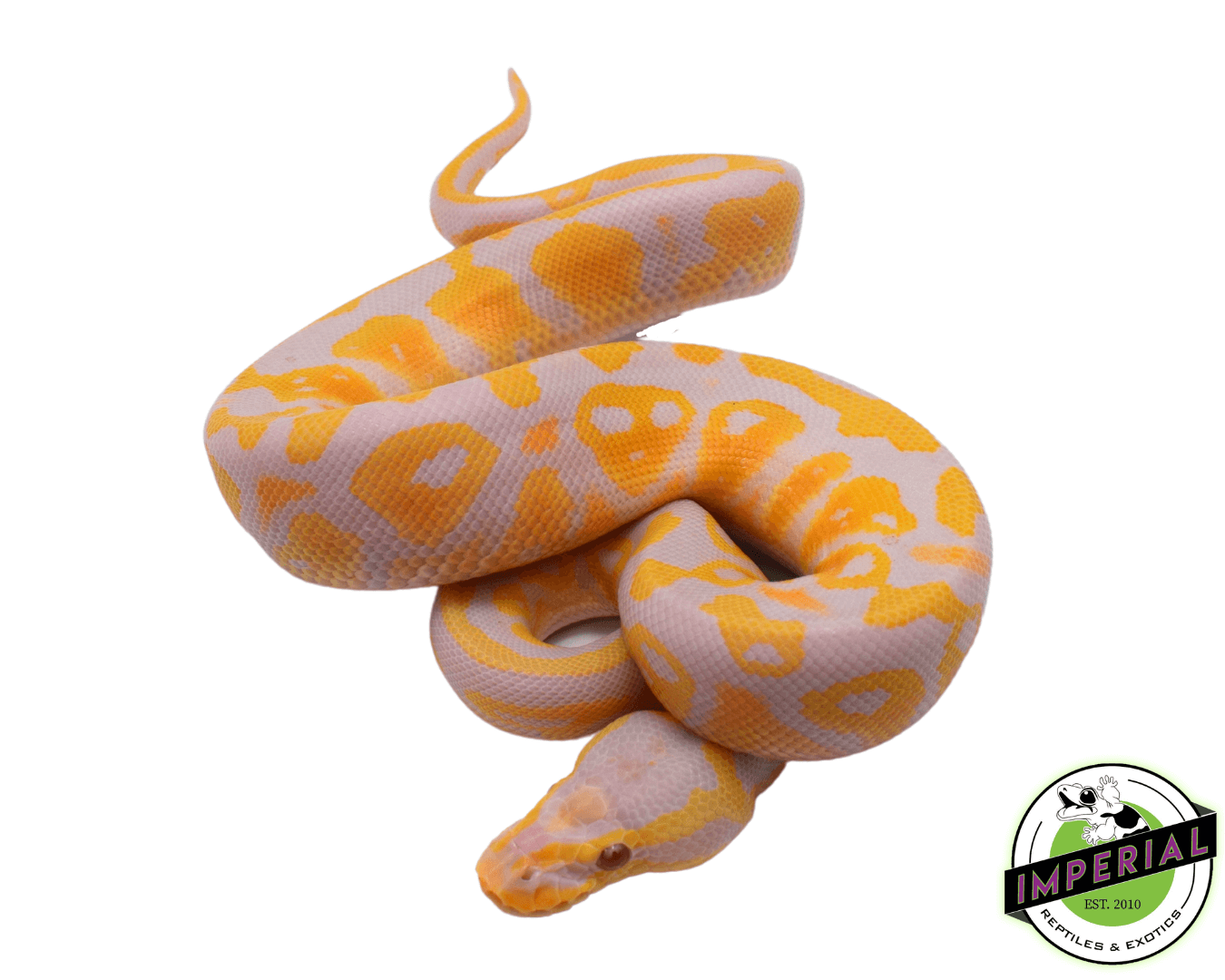 Pastel Candy Ball Python