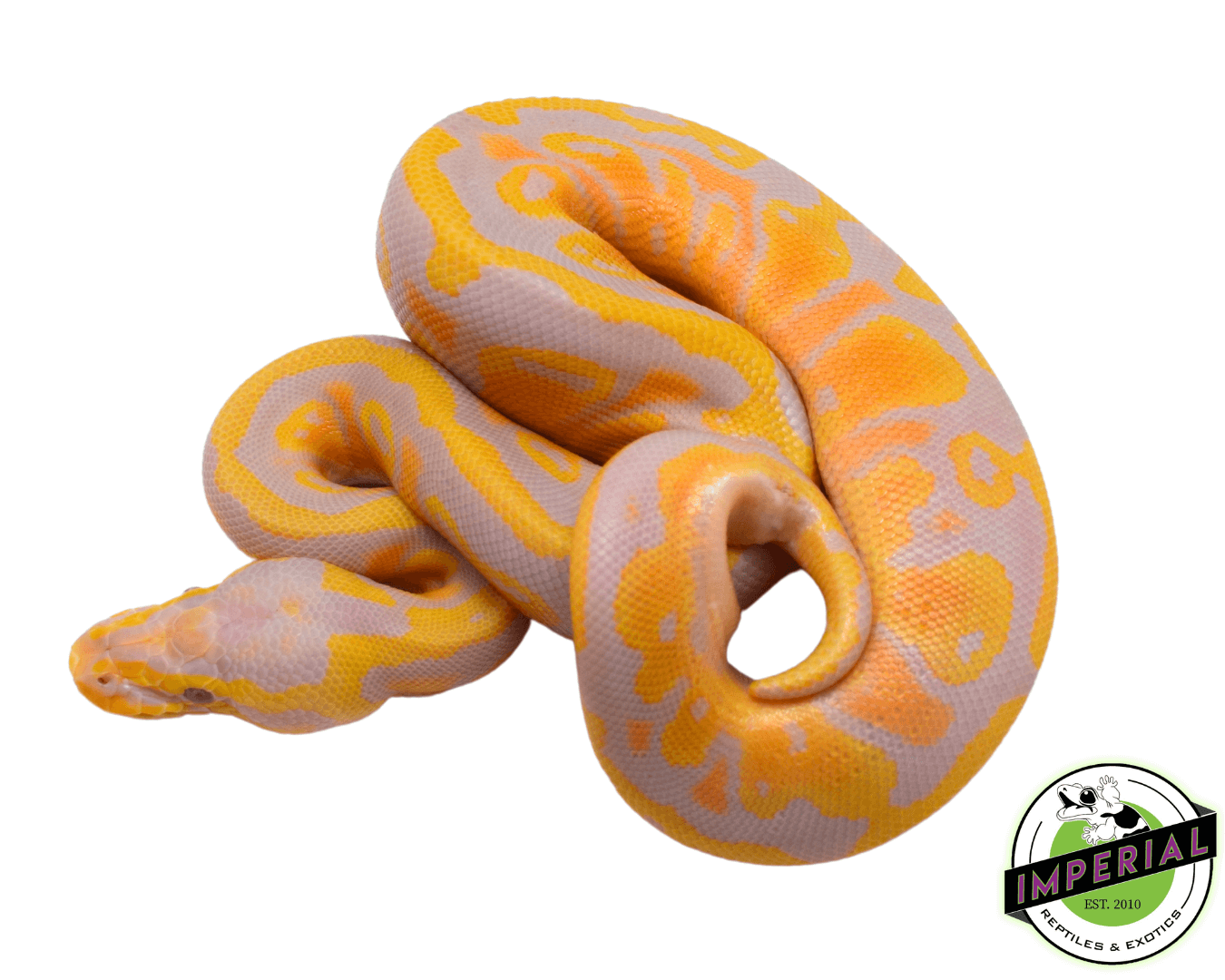Pastel Candy Ball Python — image 2