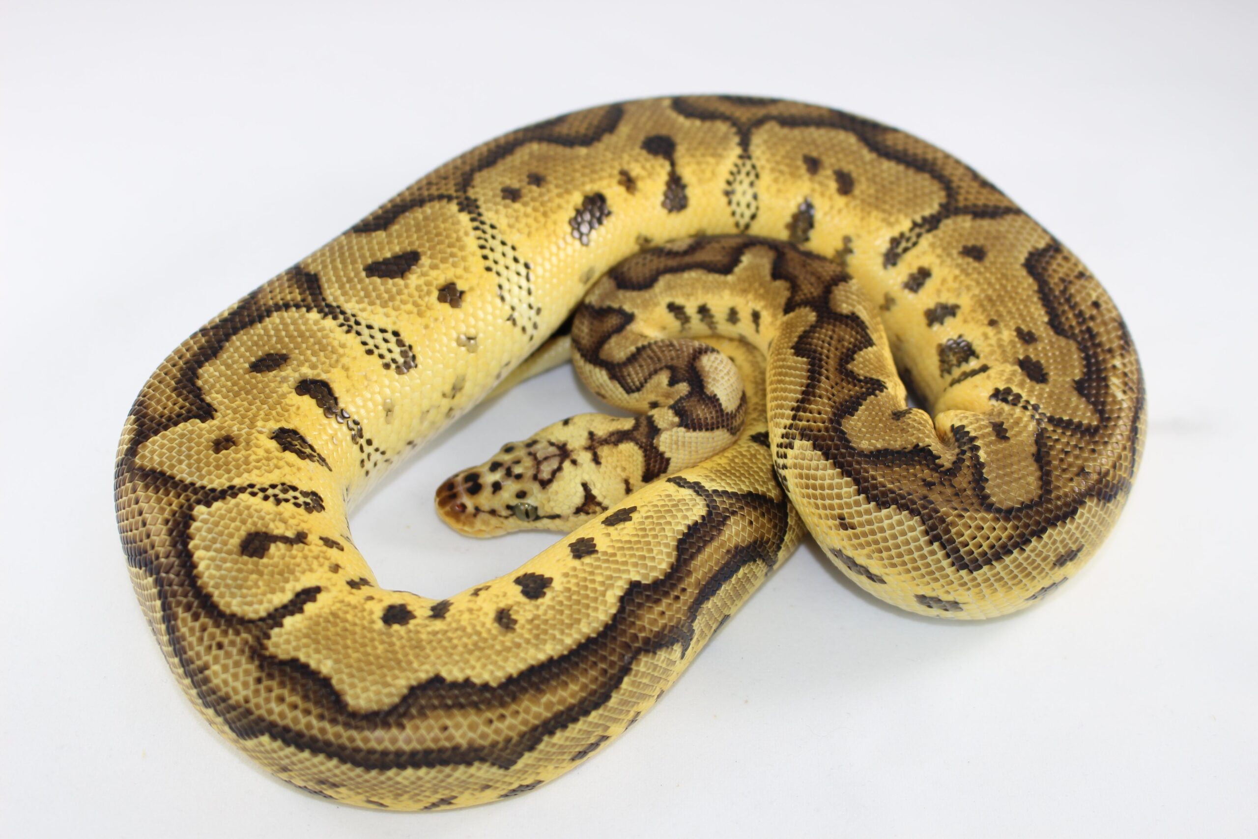 Pastel Clown Ball Python — image 2
