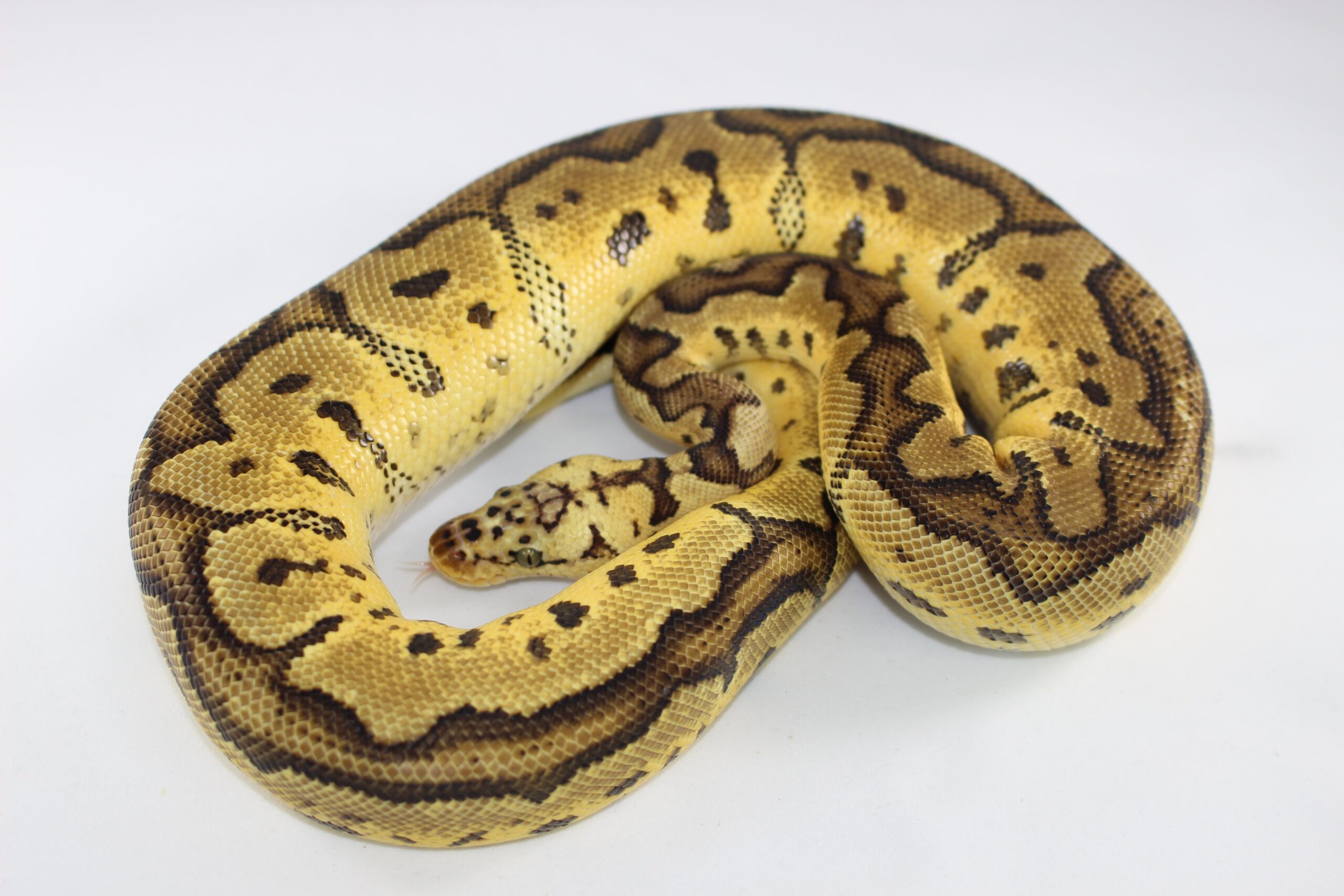 Pastel Clown Ball Python — image 3