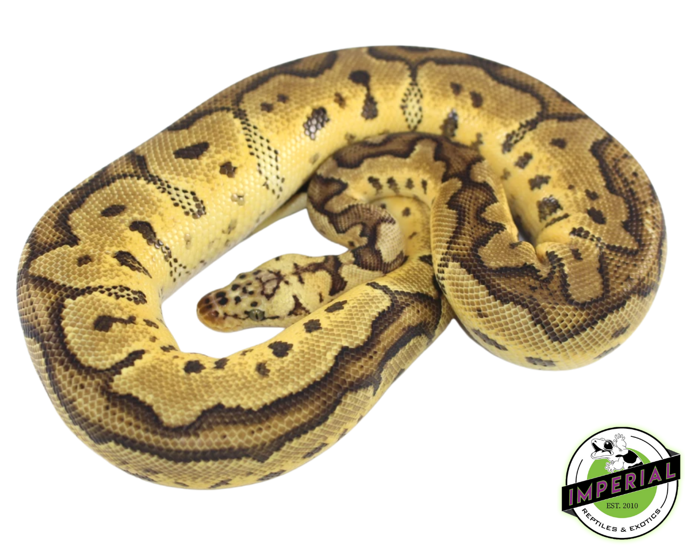 Pastel Clown Ball Python