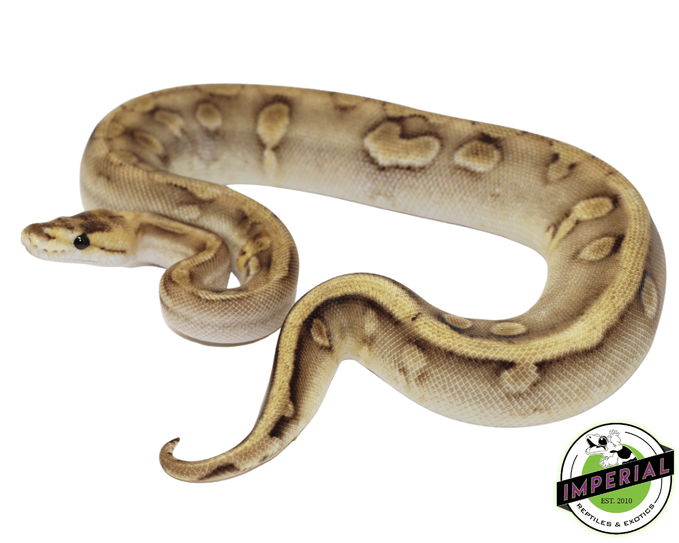 Pastel Enchi Champagne Ball Python
