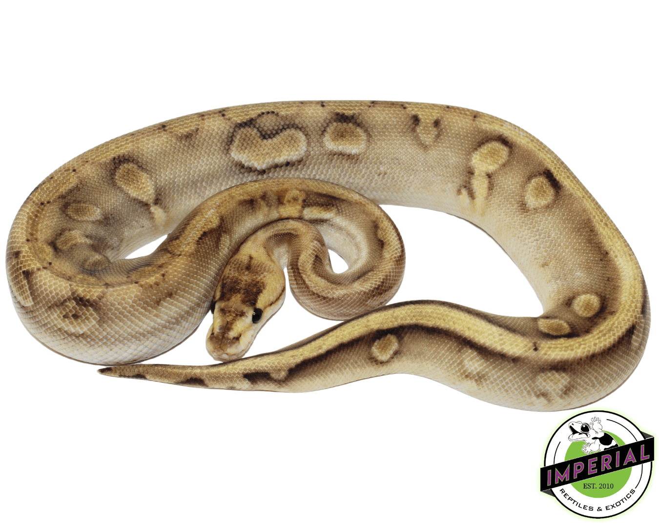 Pastel Enchi Champagne Ball Python — image 2
